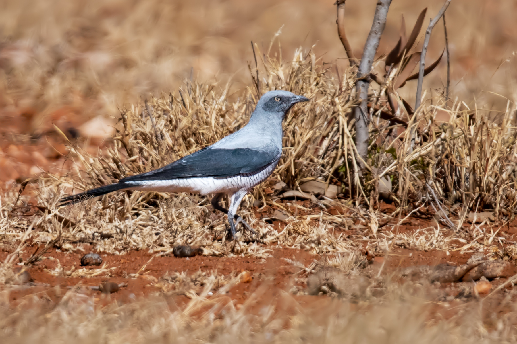 Ground Cuckoo-shrike (Image ID 48010)