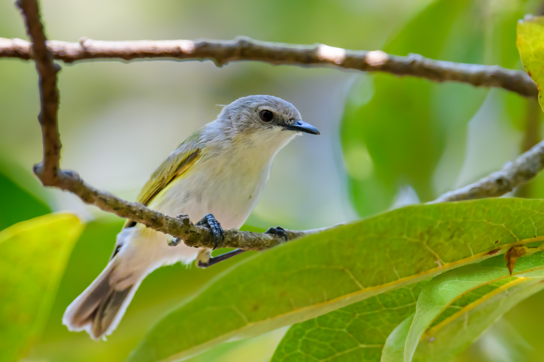 Green-backed Gerygone (Image ID 48169)