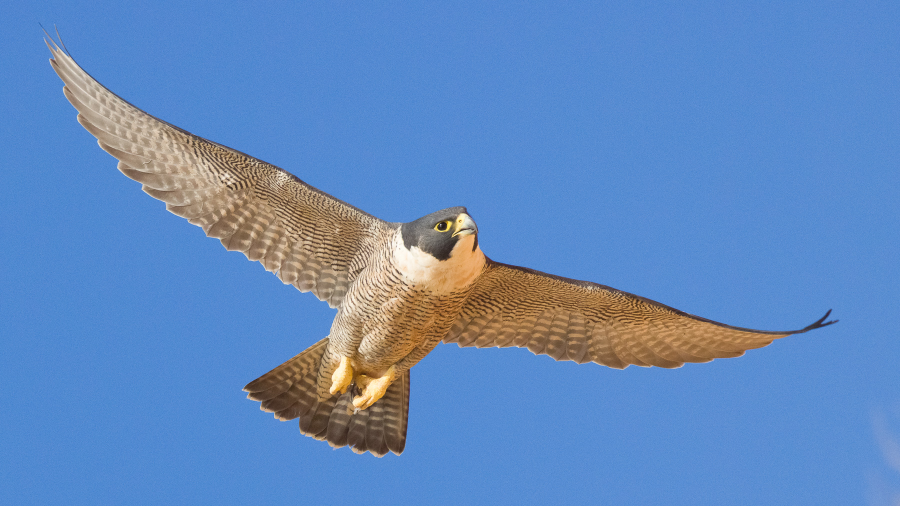 Peregrine Falcon (Image ID 48129)