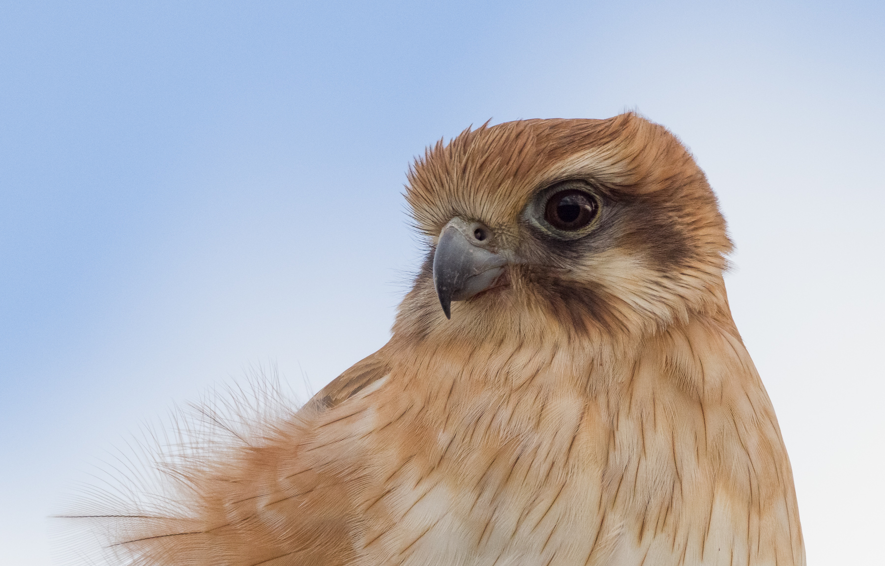 Brown Falcon (Image ID 48128)