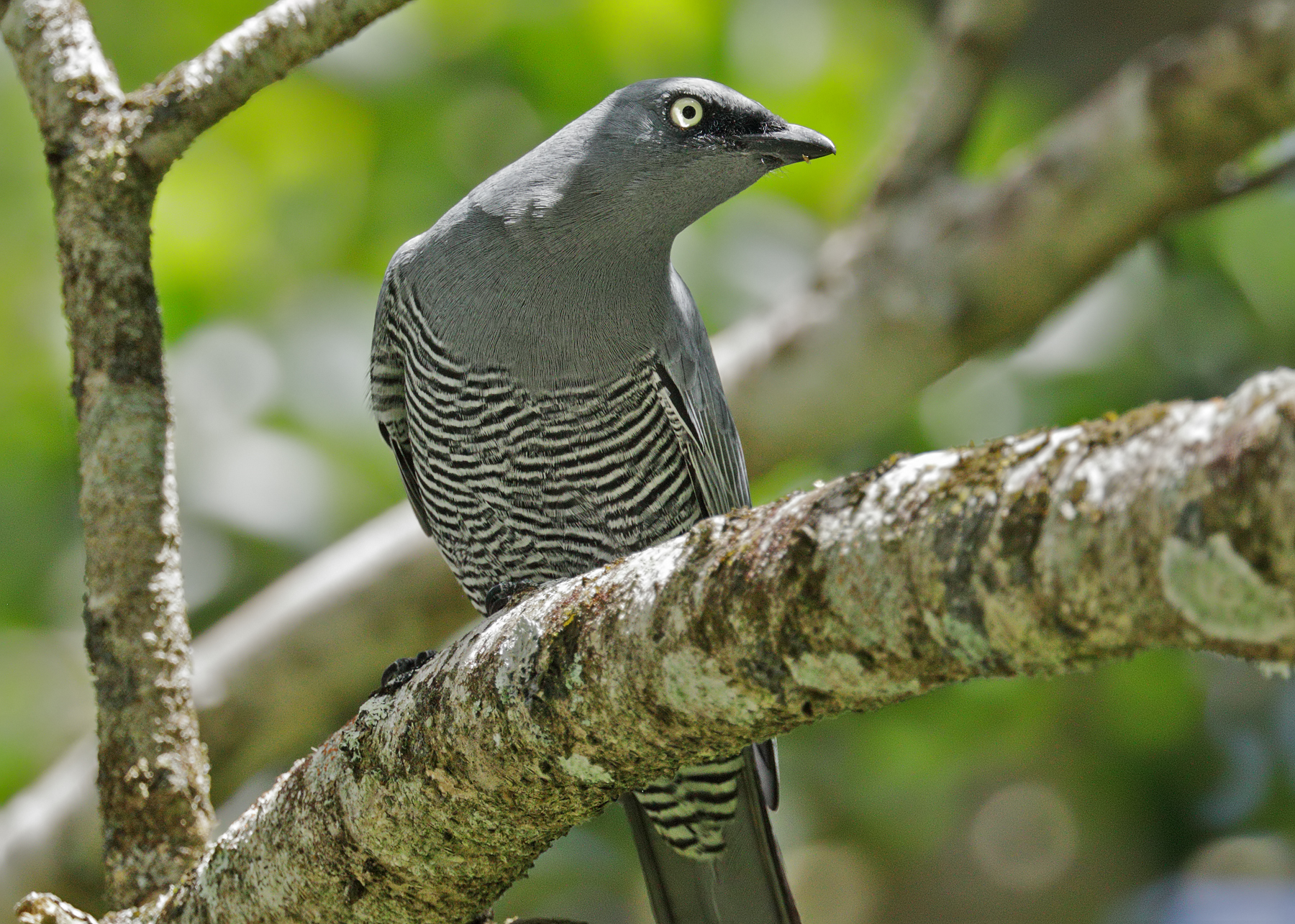Barred Cuckoo-shrike (Image ID 48076)