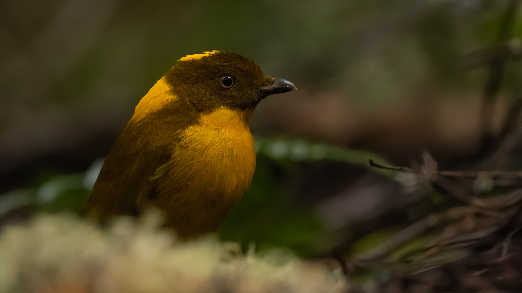 Golden Bowerbird (Image ID 47869)