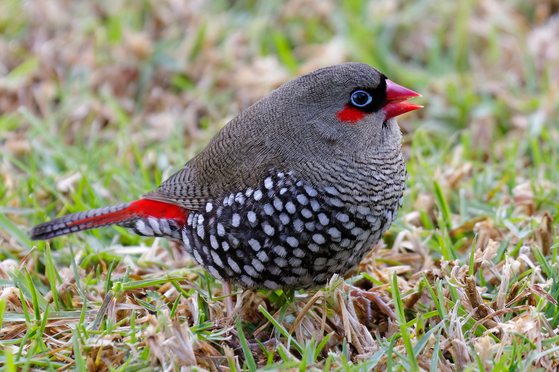 Red-eared Firetail (Image ID 48152)