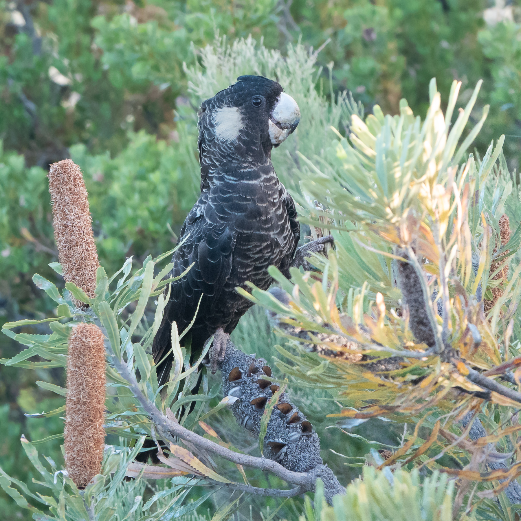 Carnaby's Black-Cockatoo (Image ID 48263)