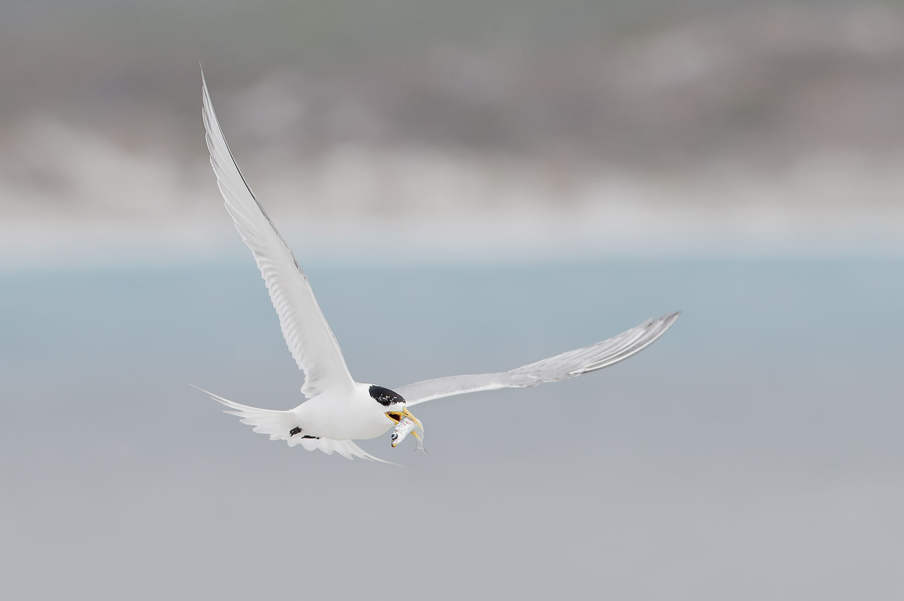 Greater Crested Tern (Image ID 47876)
