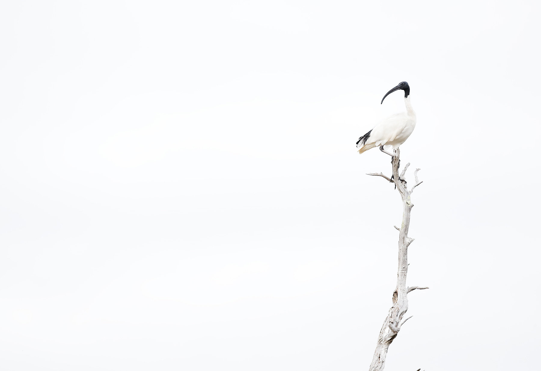 Australian White Ibis (Image ID 47851)