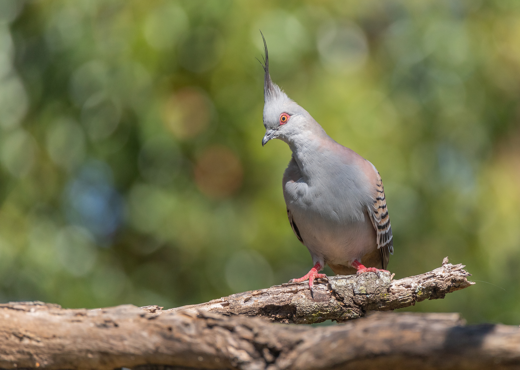 Crested Pigeon (Image ID 47859)