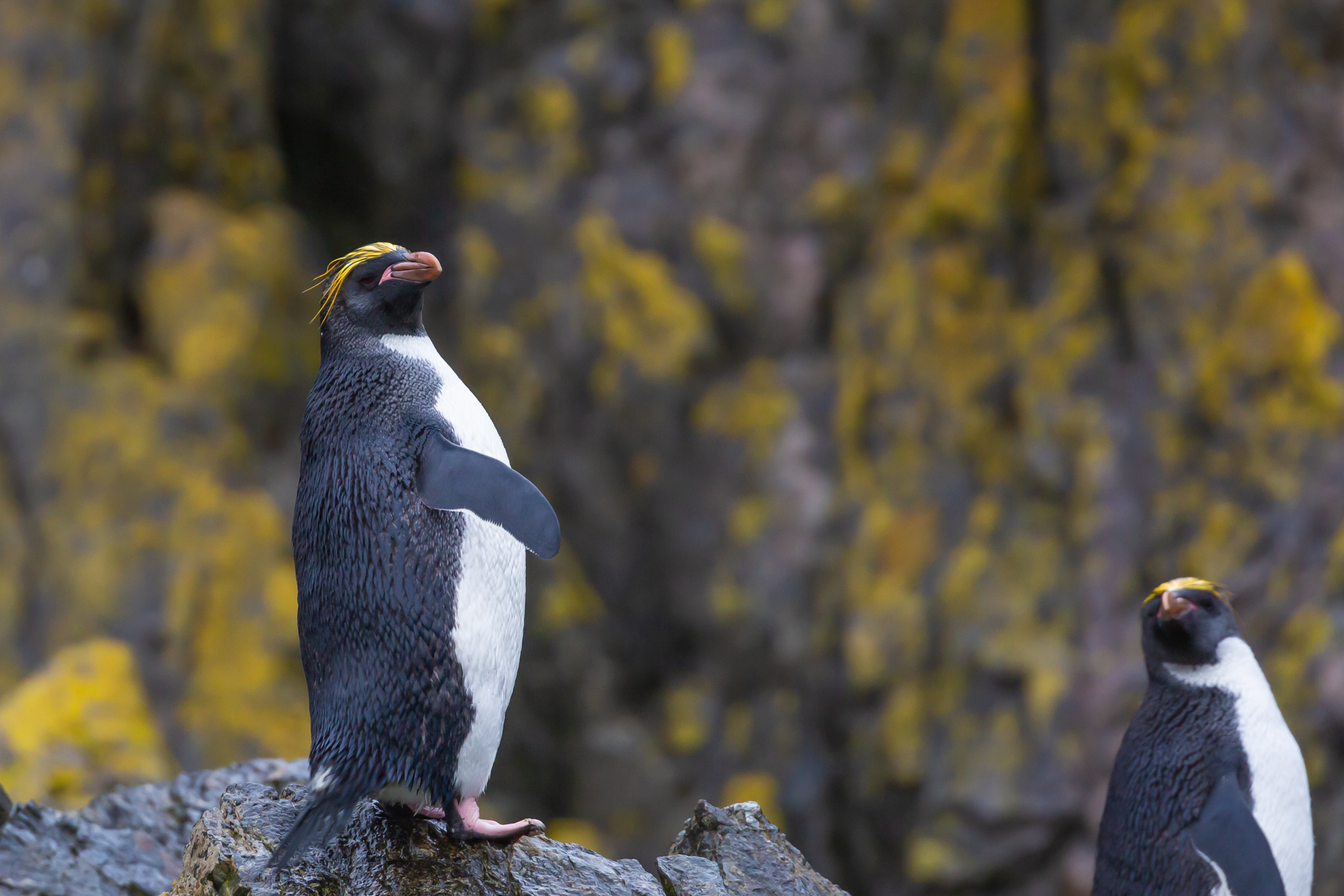Macaroni Penguin (Image ID 48226)