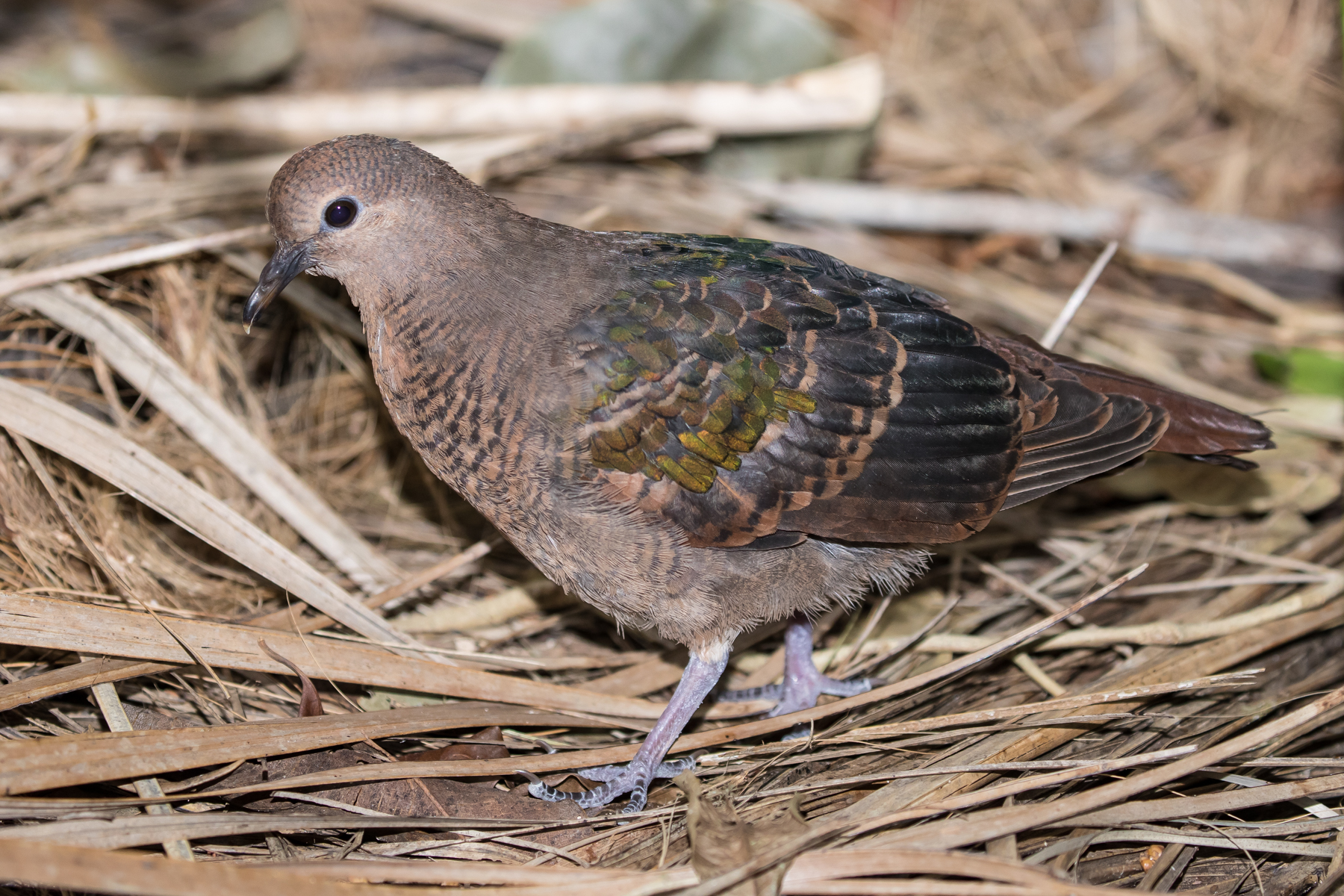 Brown-capped Emerald-Dove (Image ID 48218)