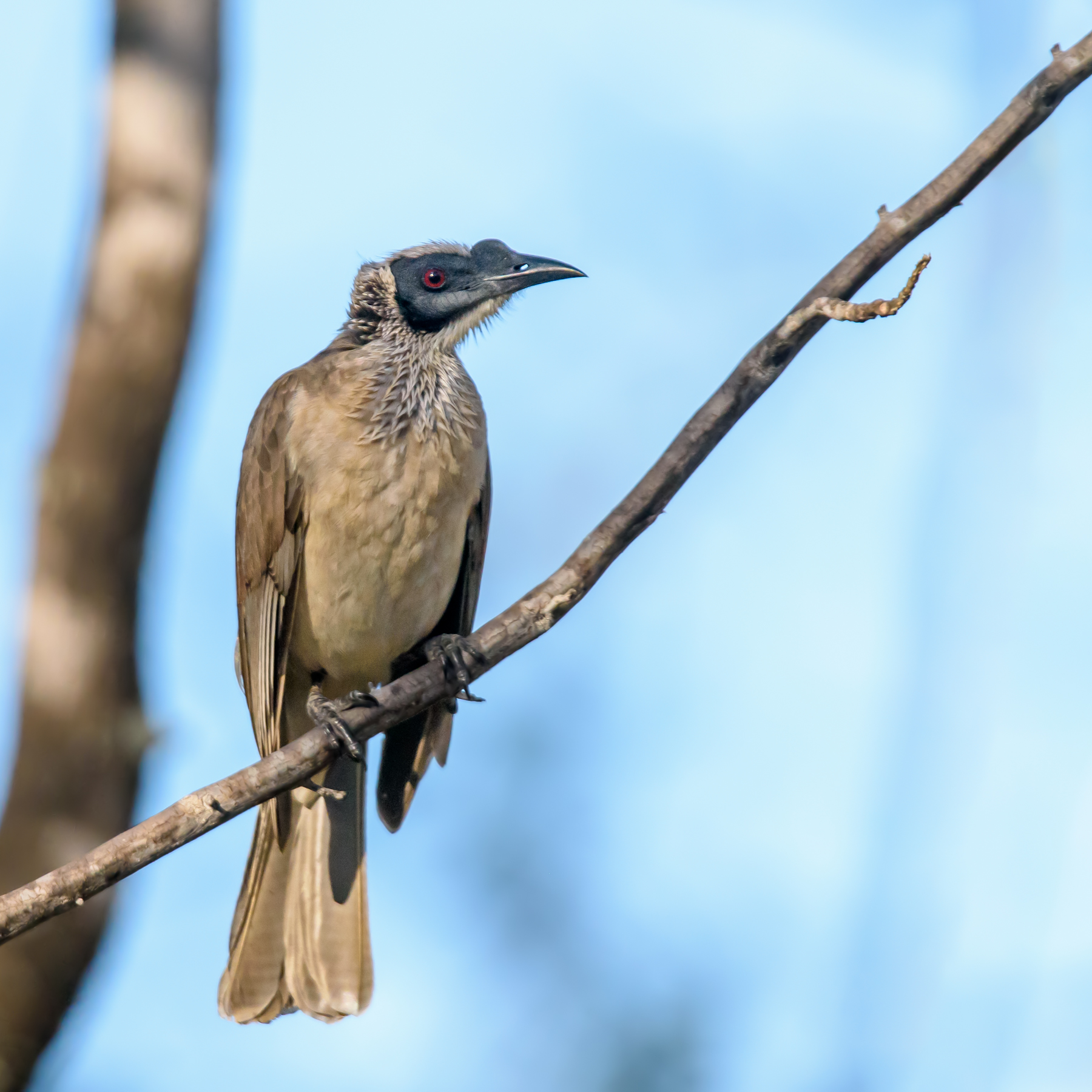 Silver-crowned Friarbird (Image ID 48432)