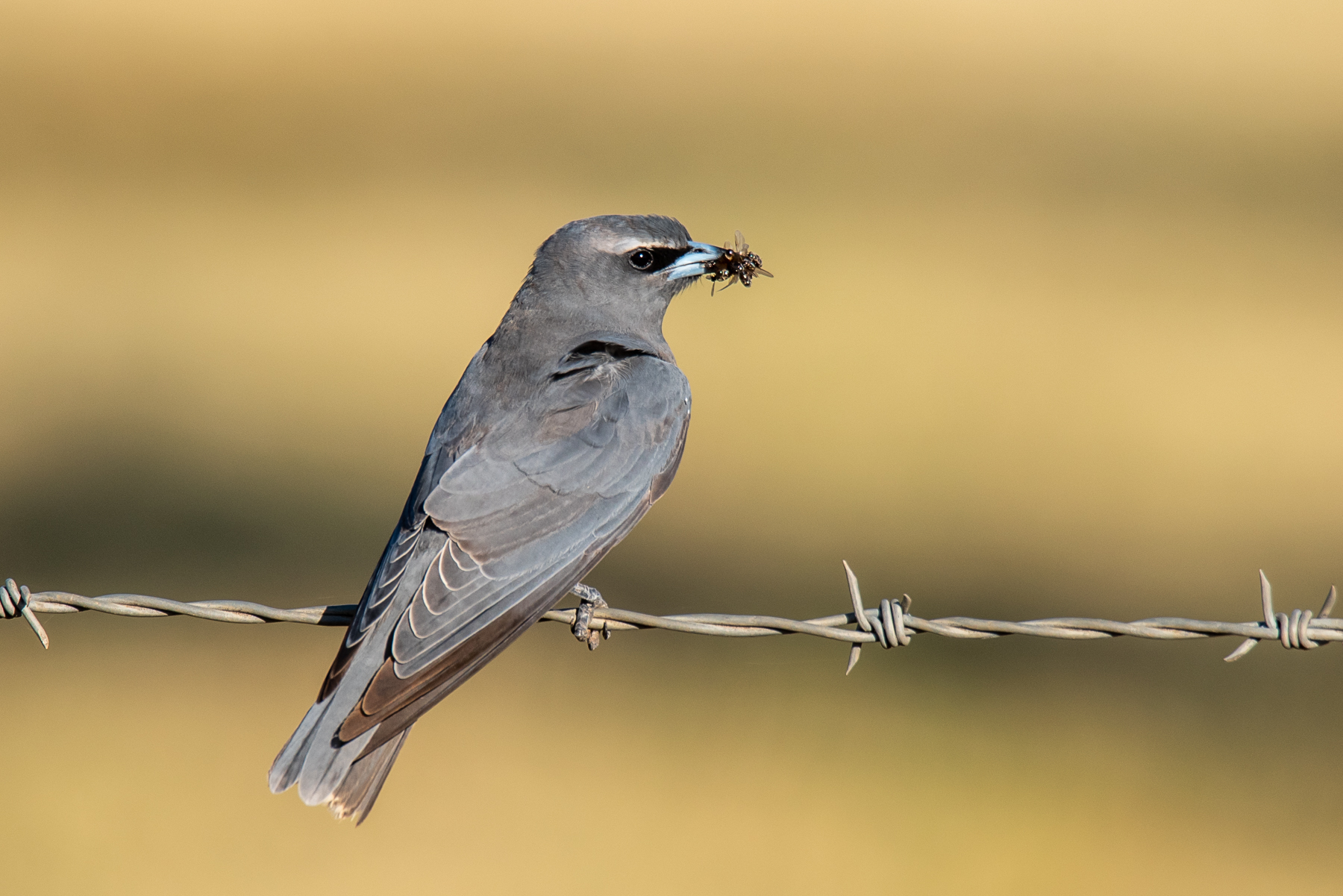 White-browed Woodswallow (Image ID 48312)