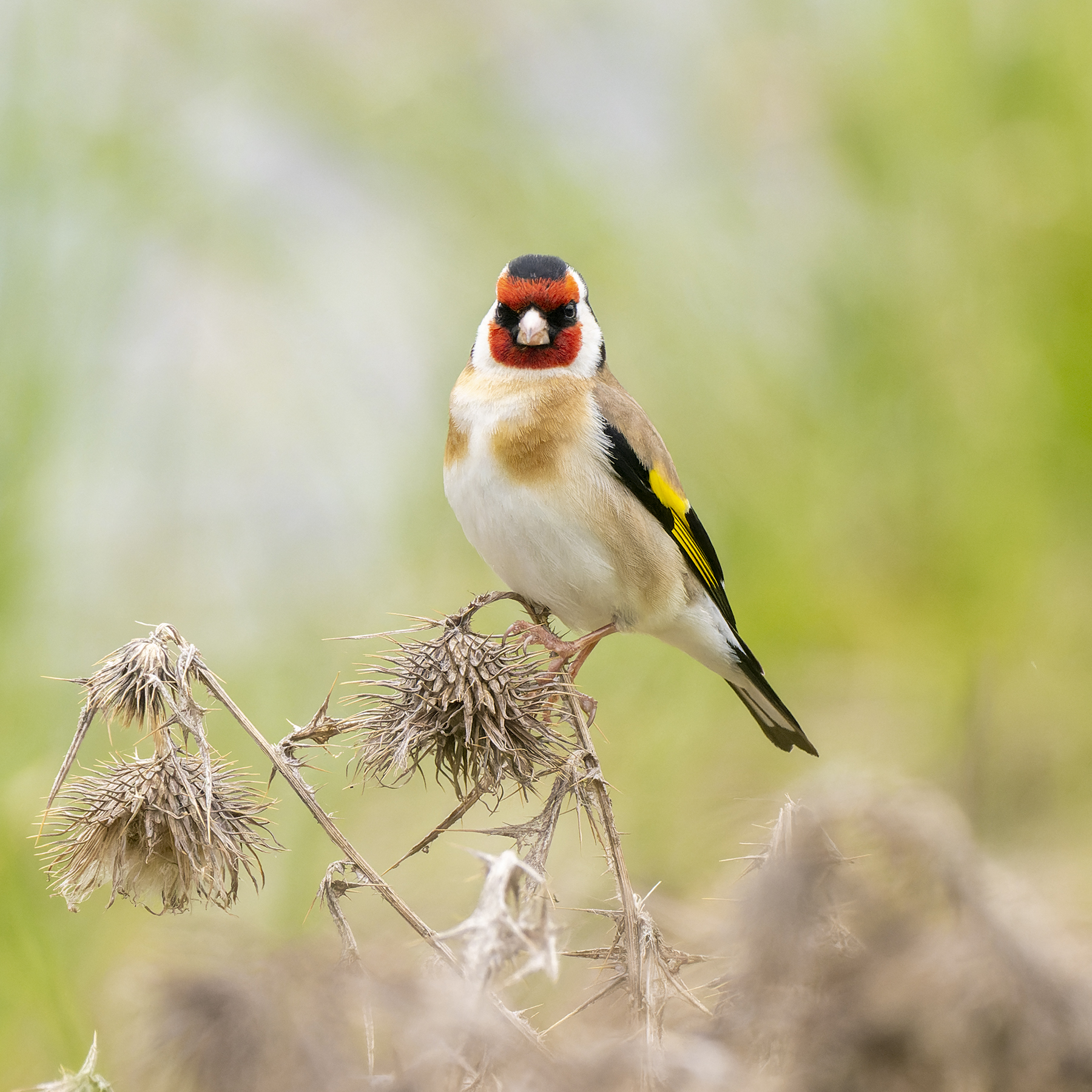 European Goldfinch (Image ID 48580)