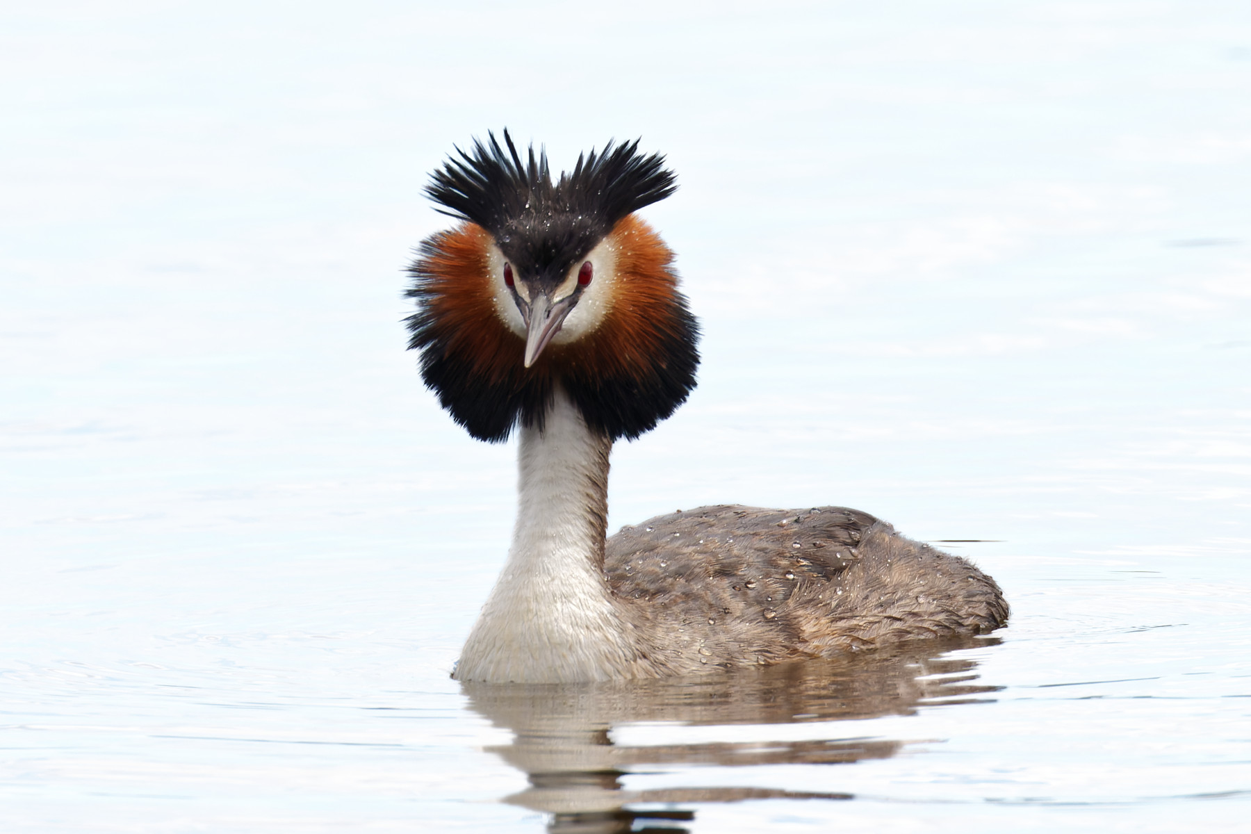 Great Crested Grebe (Image ID 48475)