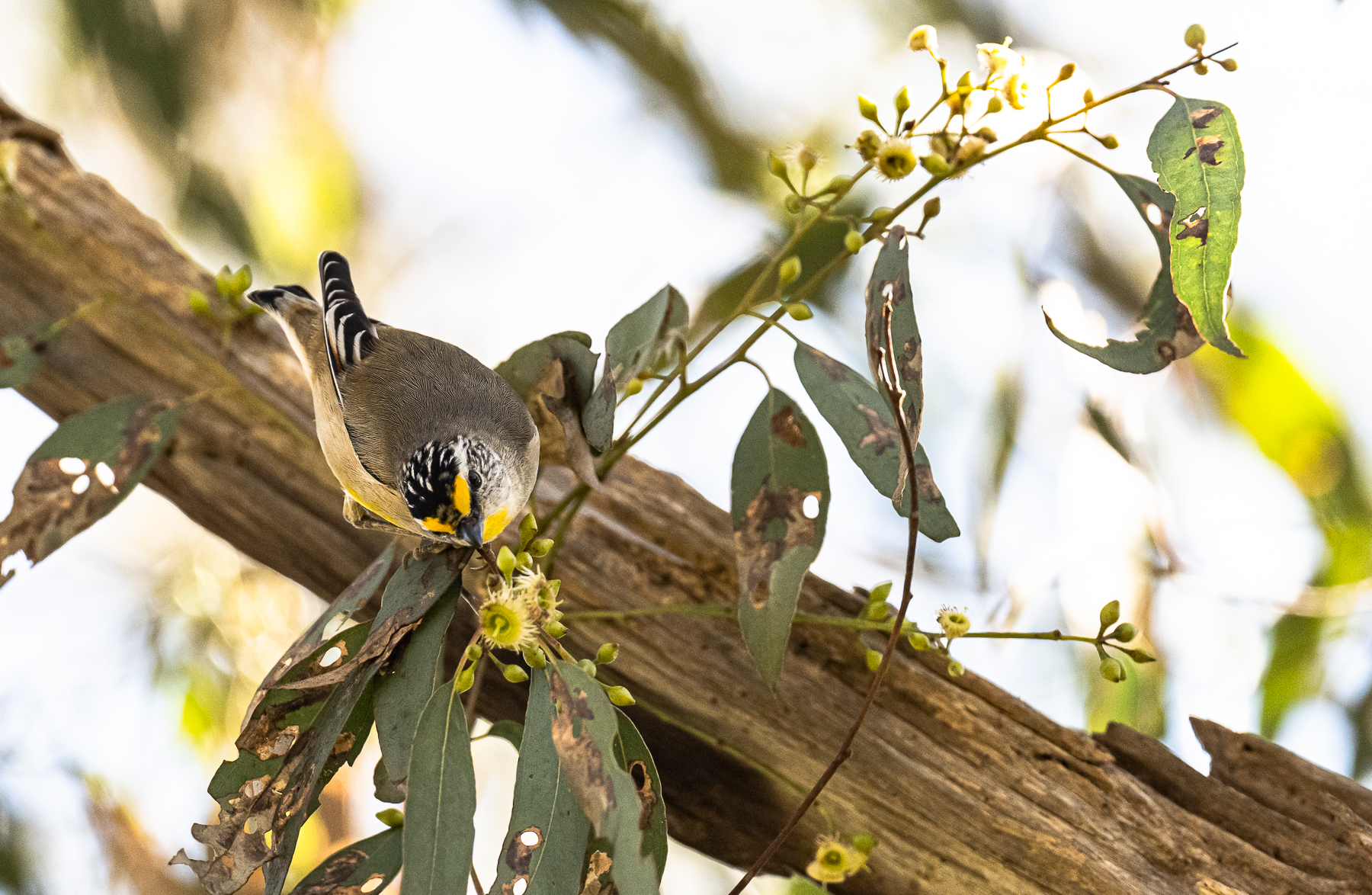 Striated Pardalote (Image ID 48564)