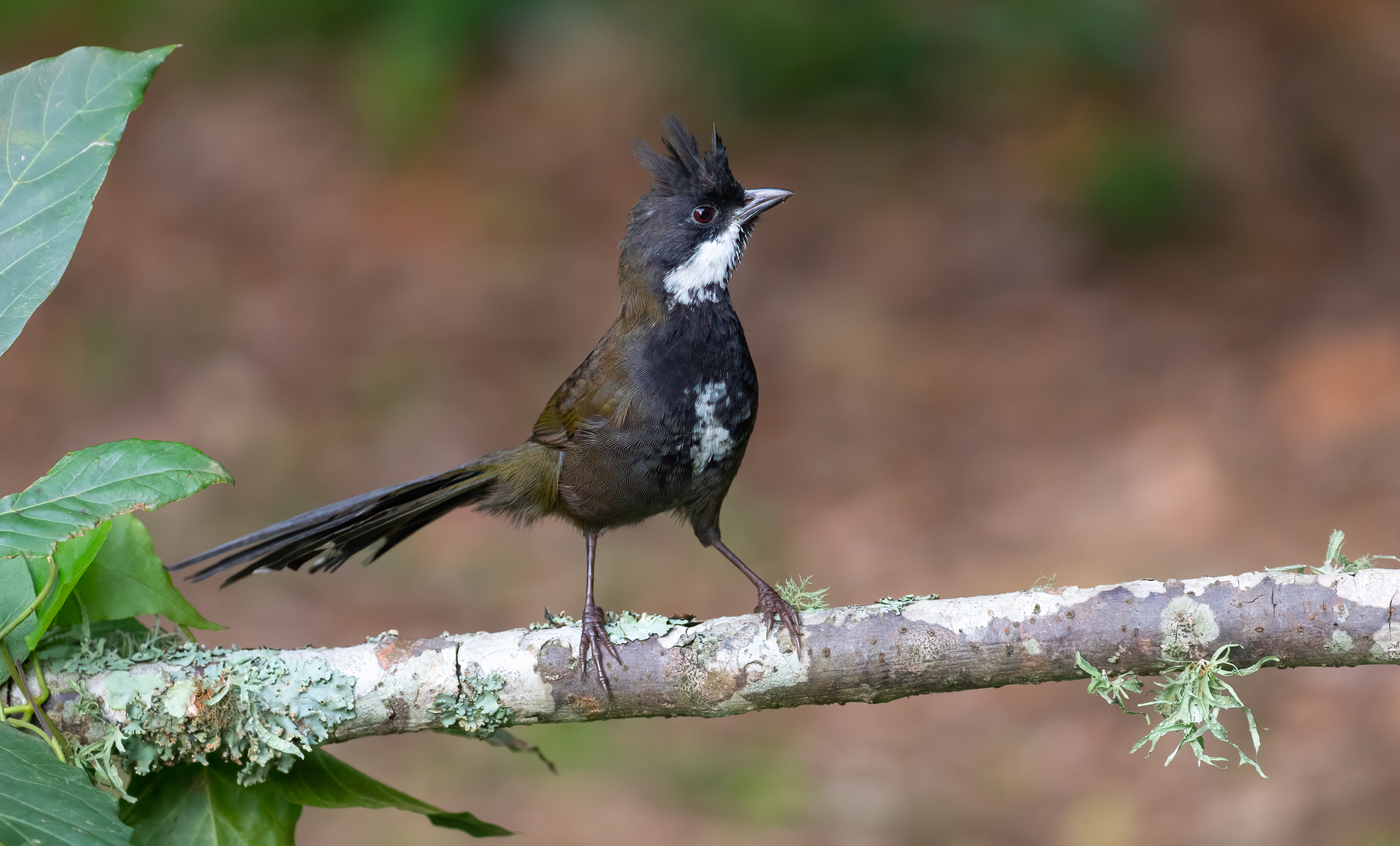 Eastern Whipbird (Image ID 48441)