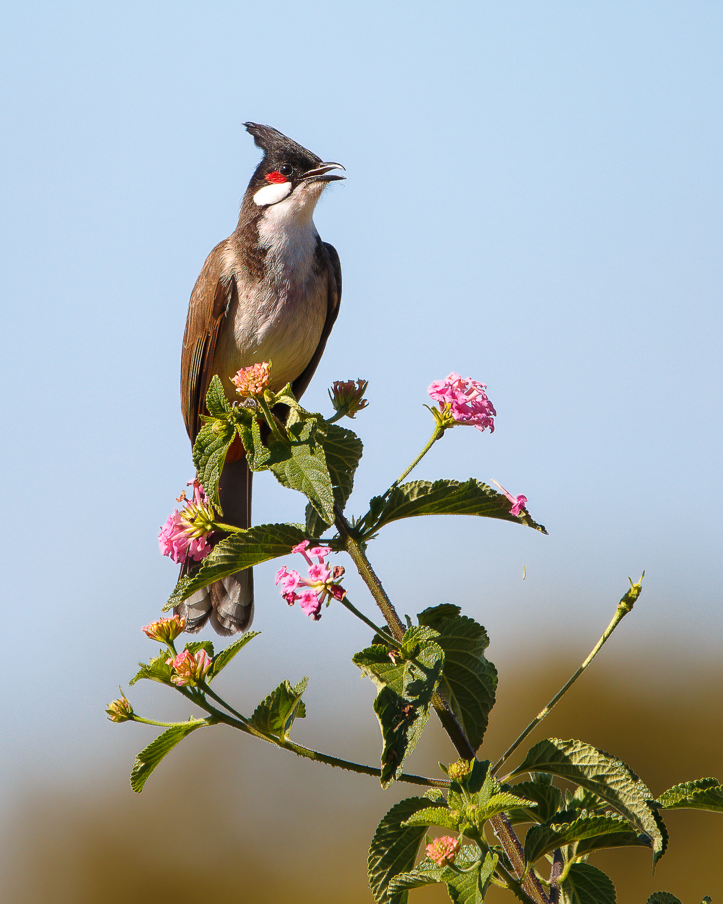 Red-whiskered Bulbul (Image ID 48501)