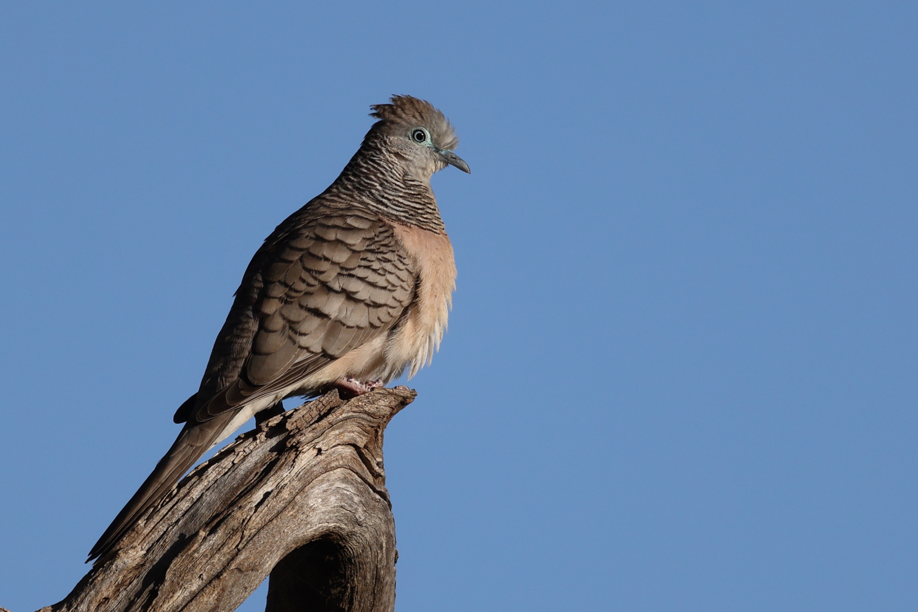 Peaceful Dove (Image ID 48601)