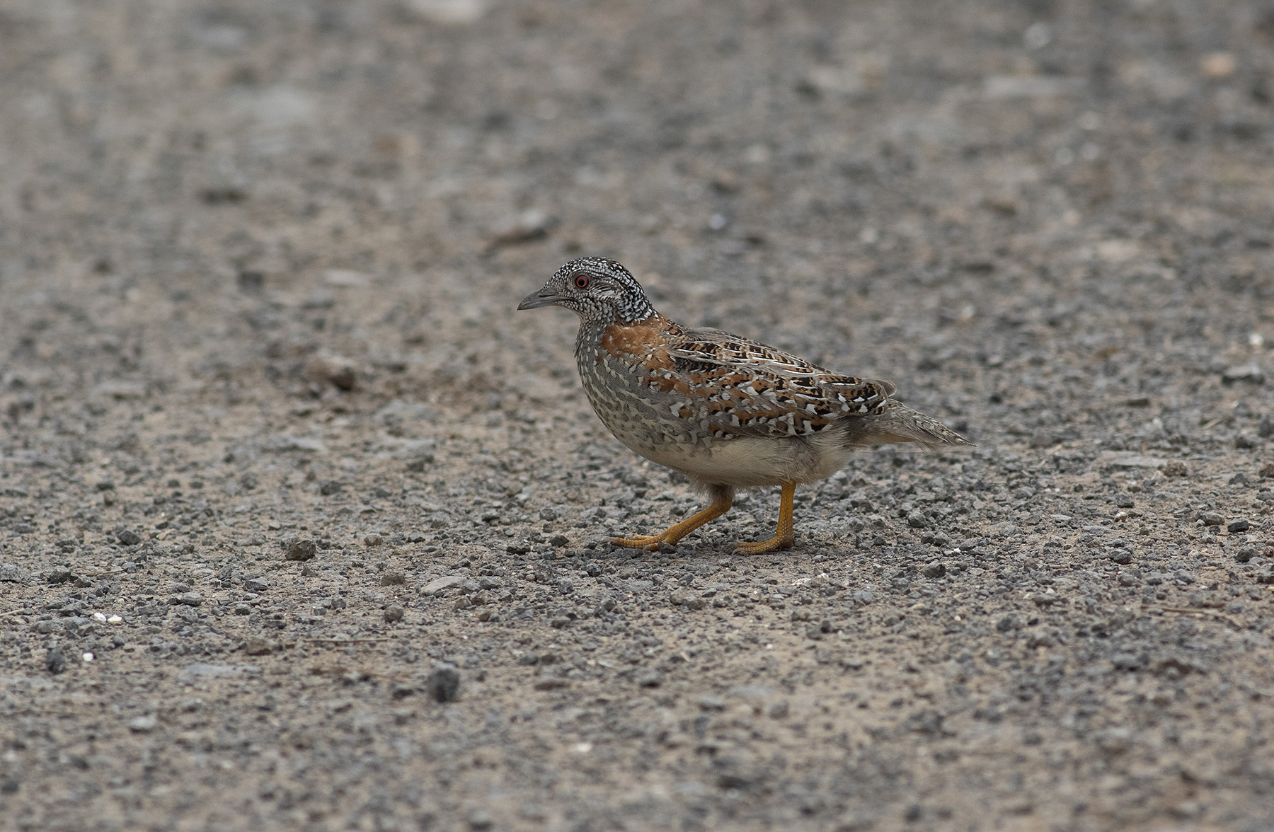 Painted Button-quail (Image ID 48974)