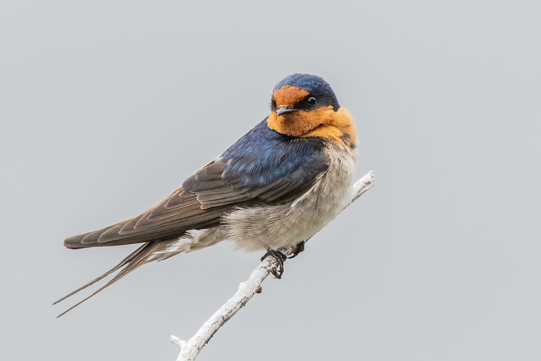 Welcome Swallow (Image ID 49433)