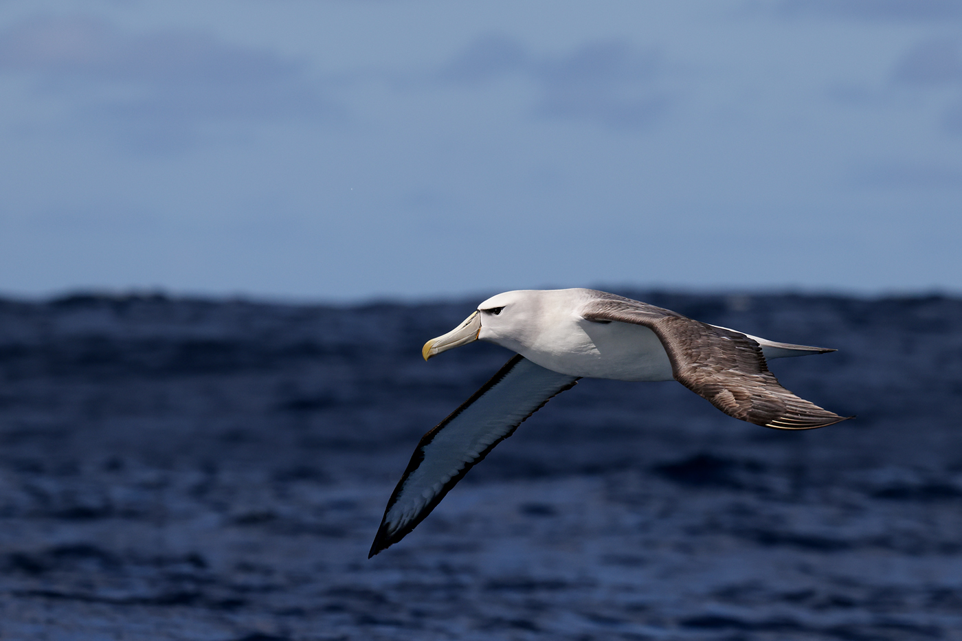 Shy Albatross (Image ID 49366)