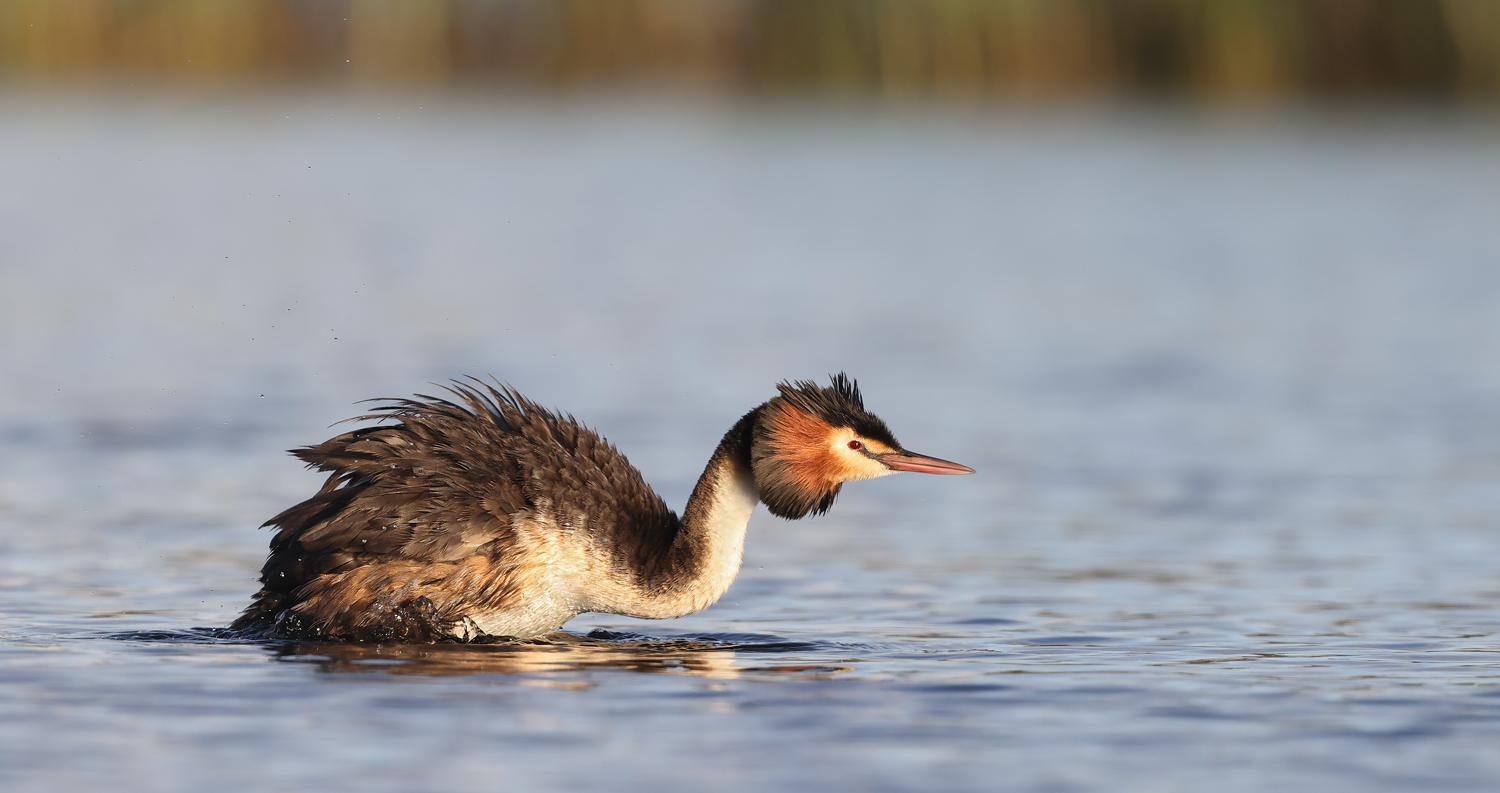 Great Crested Grebe (Image ID 49360)