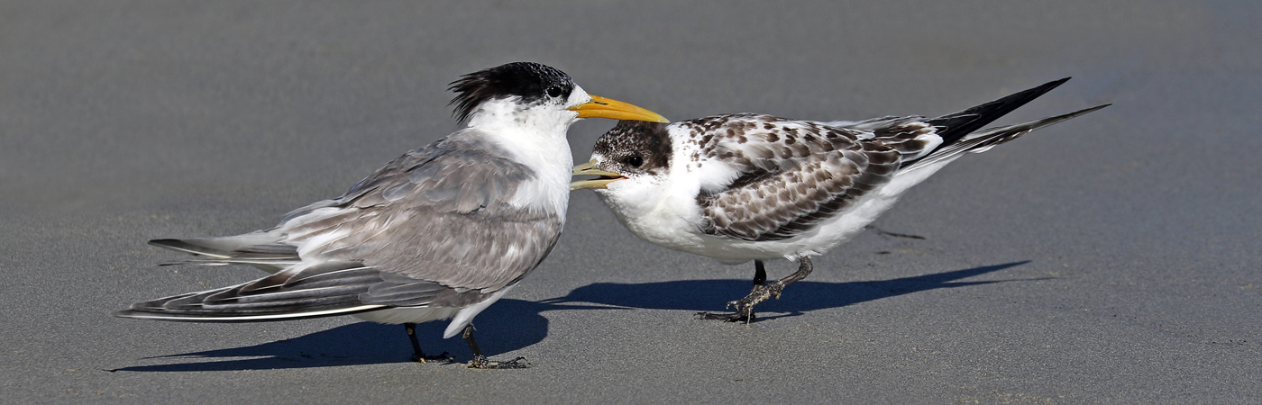 Greater Crested Tern (Image ID 49455)