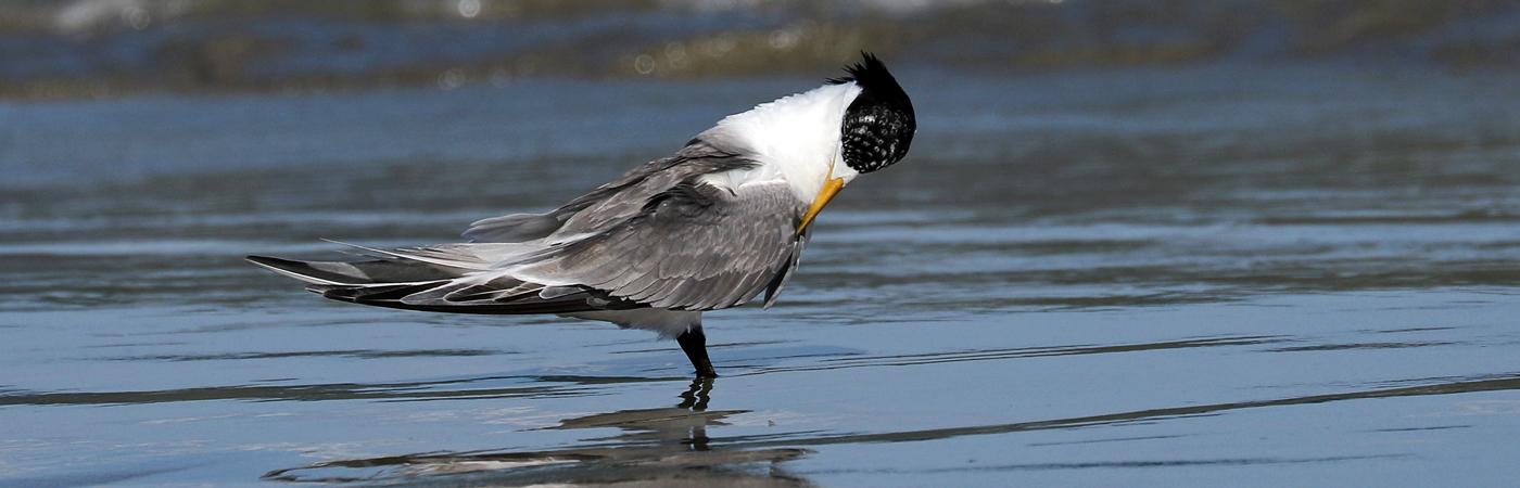 Greater Crested Tern (Image ID 49453)