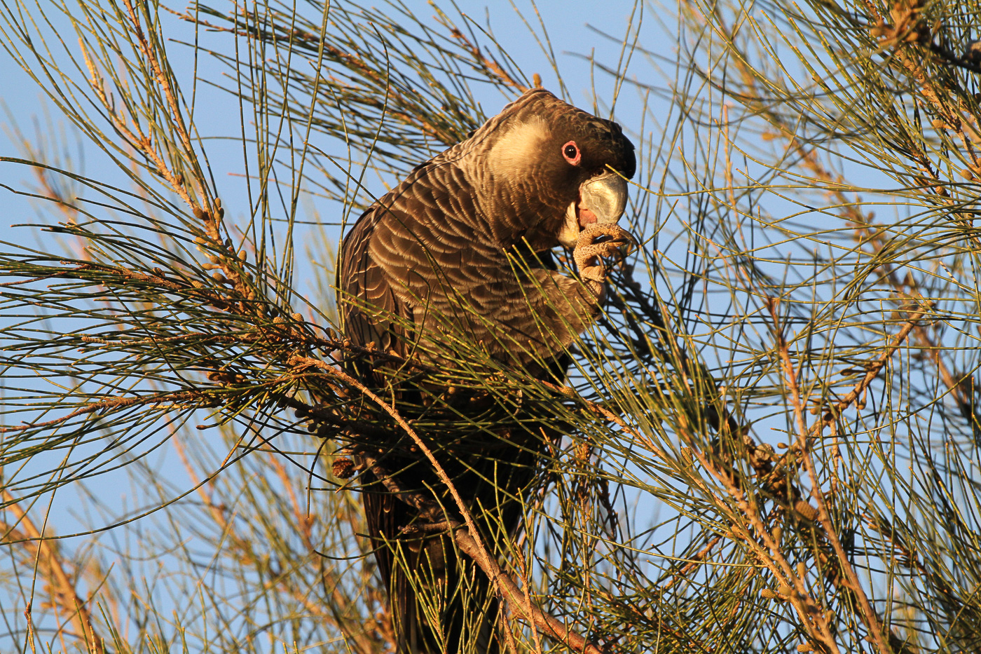 Carnaby's Black-Cockatoo (Image ID 49522)