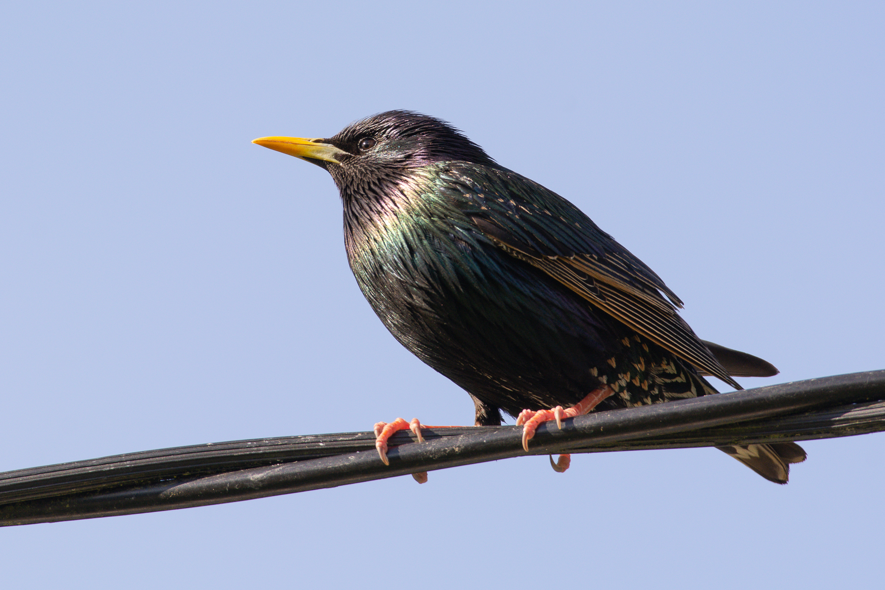 Common Starling (Image ID 49299)