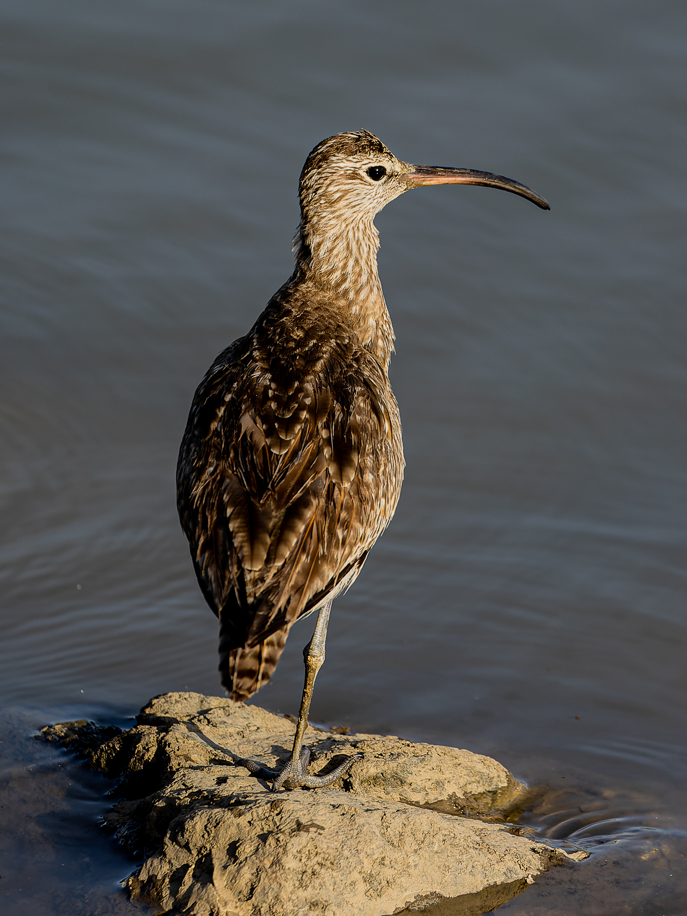 Whimbrel (Image ID 49353)