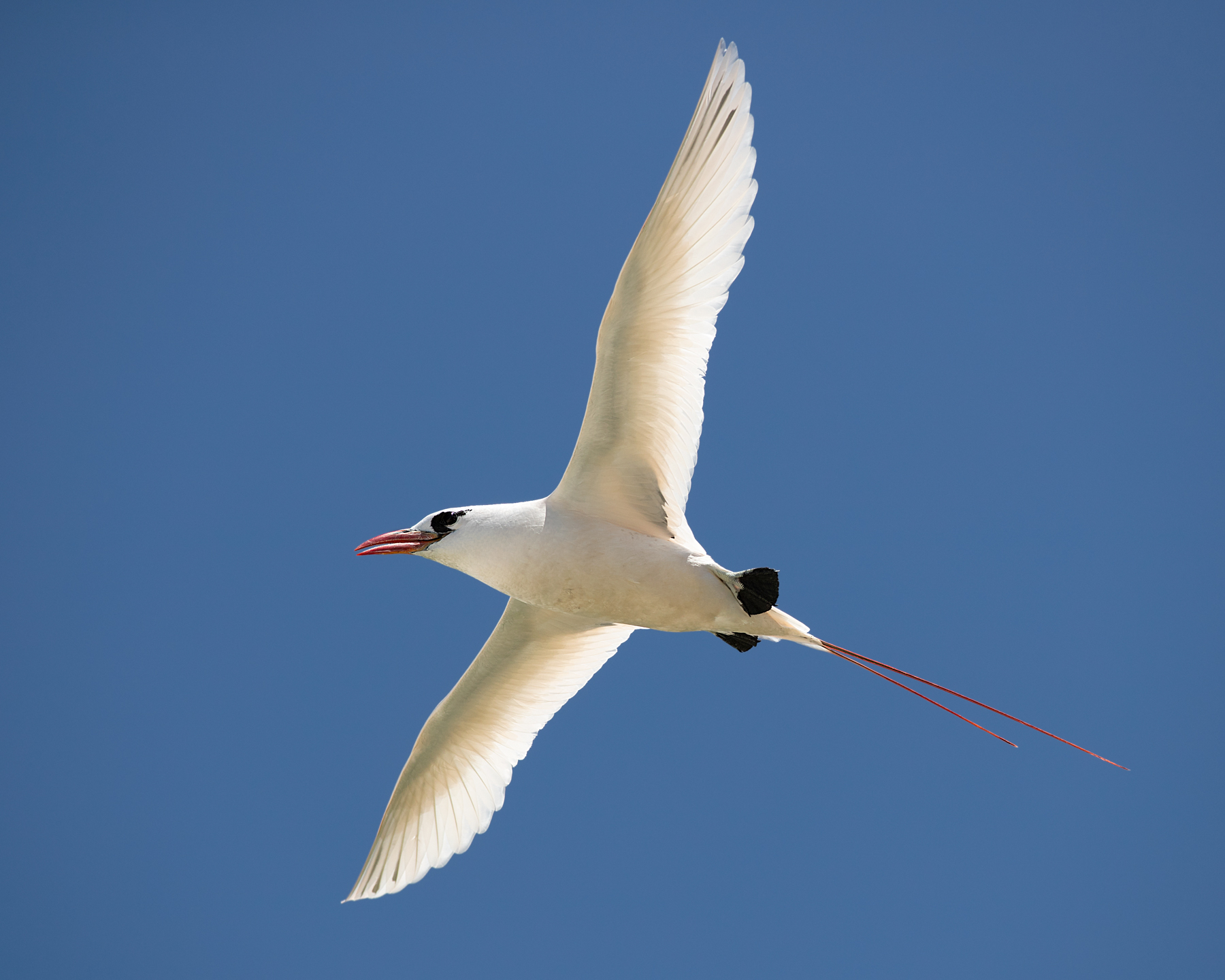 Red-tailed Tropicbird (Image ID 49407)