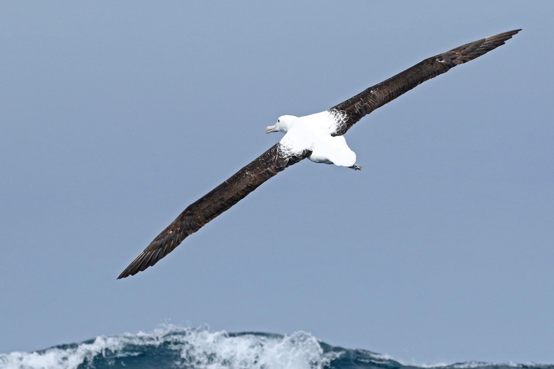 Northern Royal Albatross (Image ID 50010)