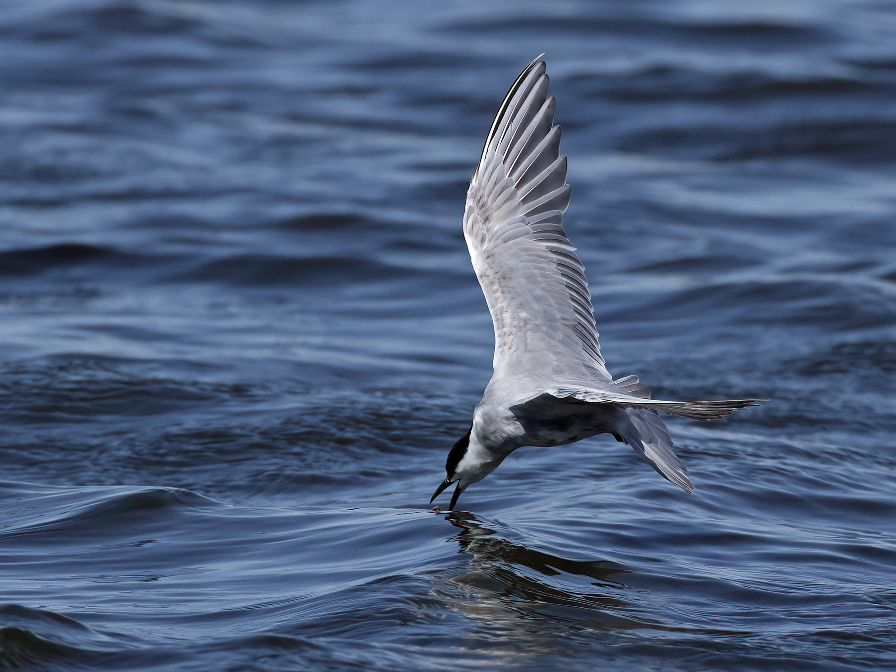 White-winged Black Tern (Image ID 49763)