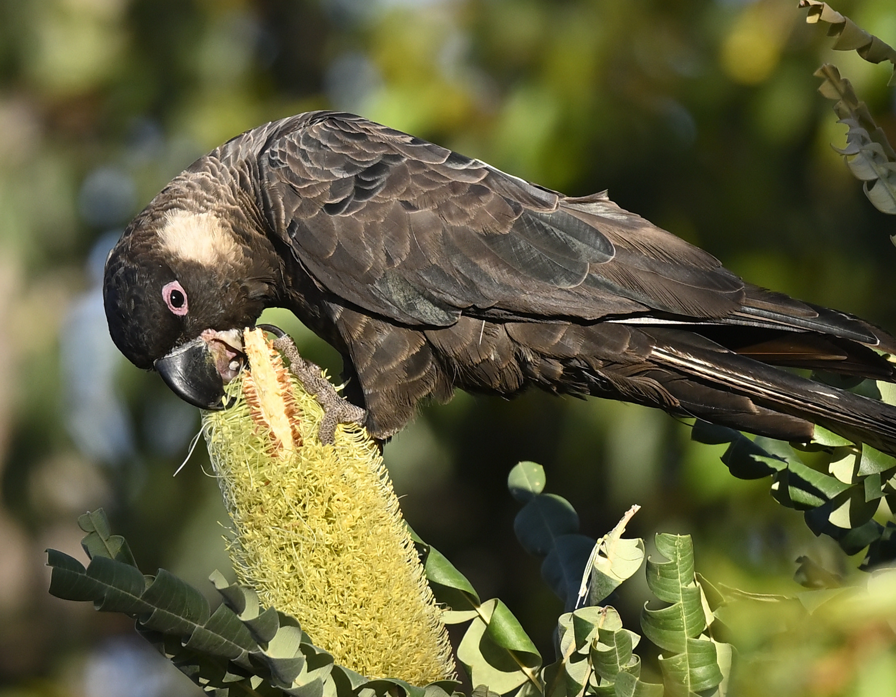 Carnaby's Black-Cockatoo (Image ID 49726)