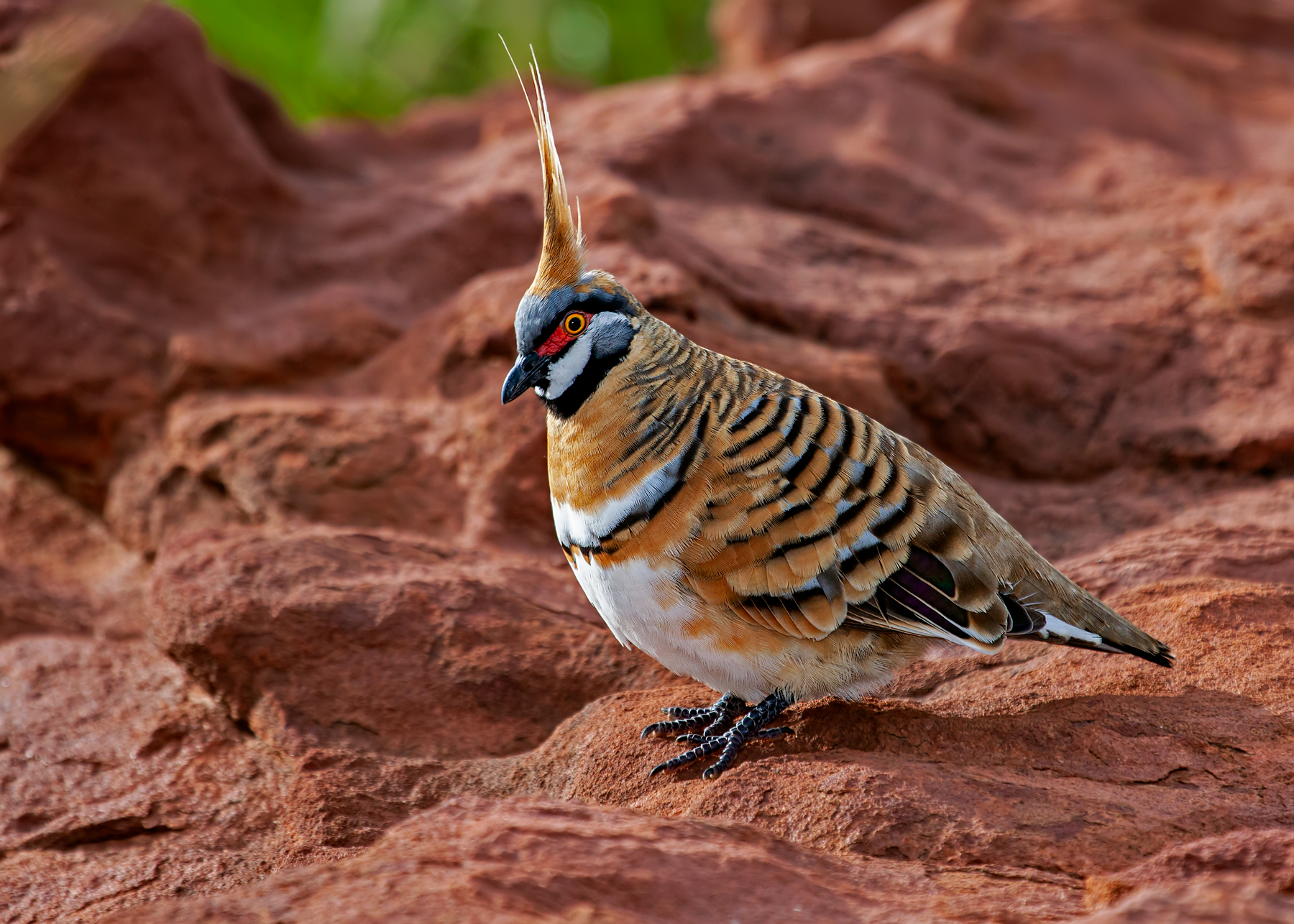 Spinifex Pigeon (Image ID 49713)