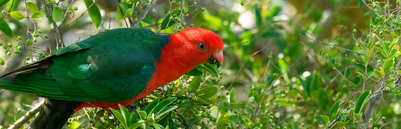 Australian King-Parrot (Image ID 50551)