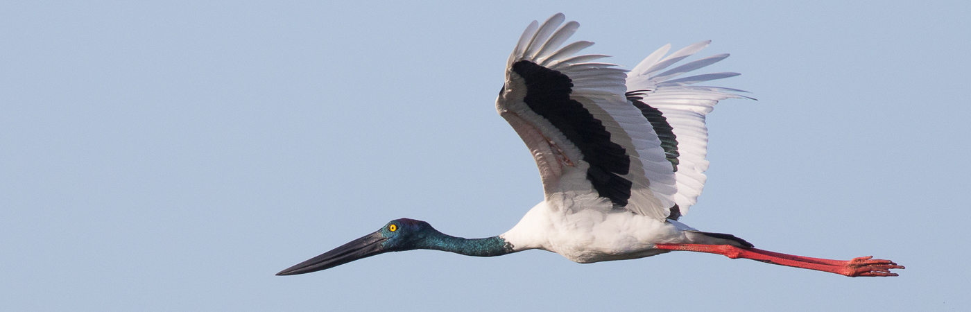 Black-necked Stork (Image ID 51005)