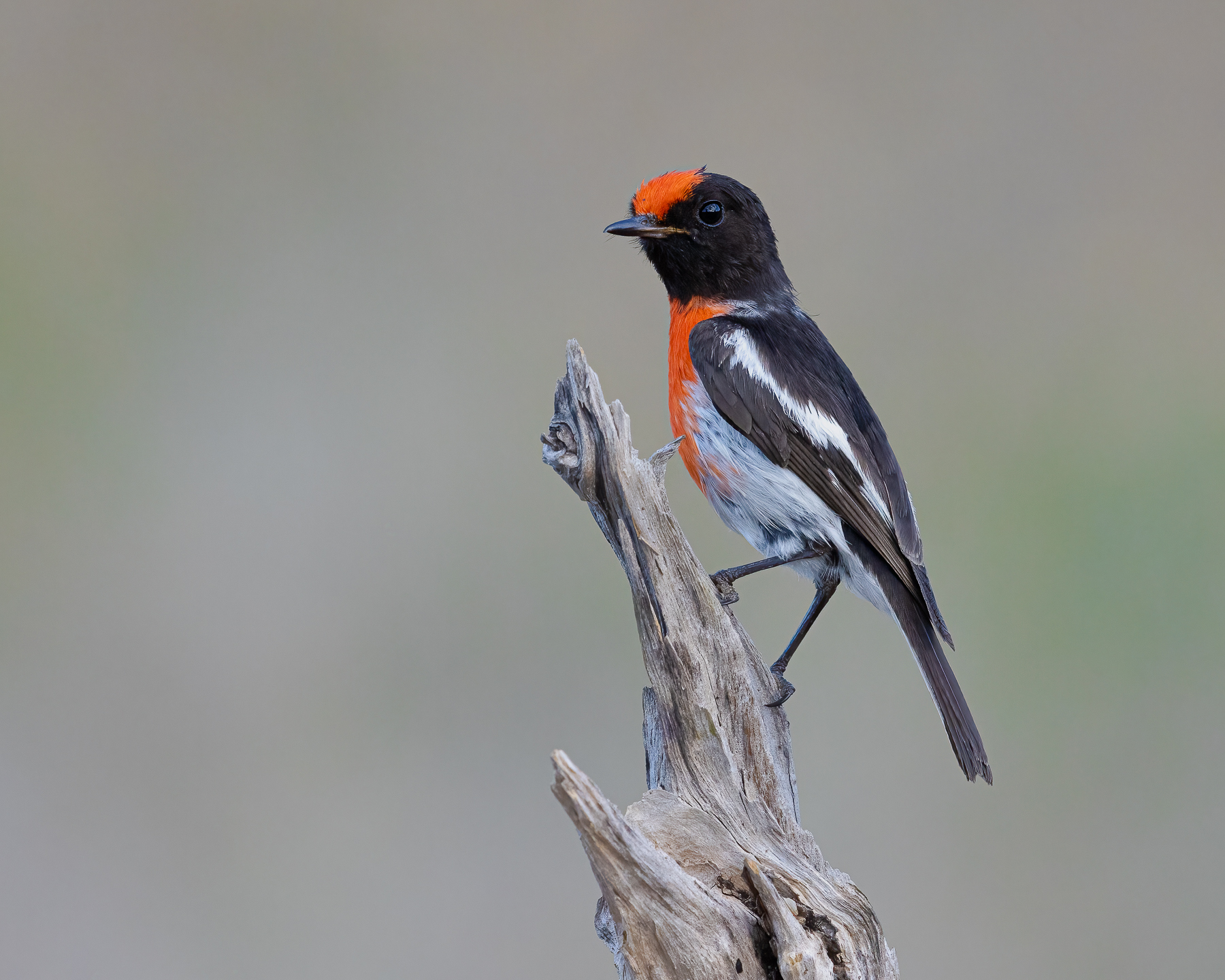 Red-capped Robin (Image ID 50658)