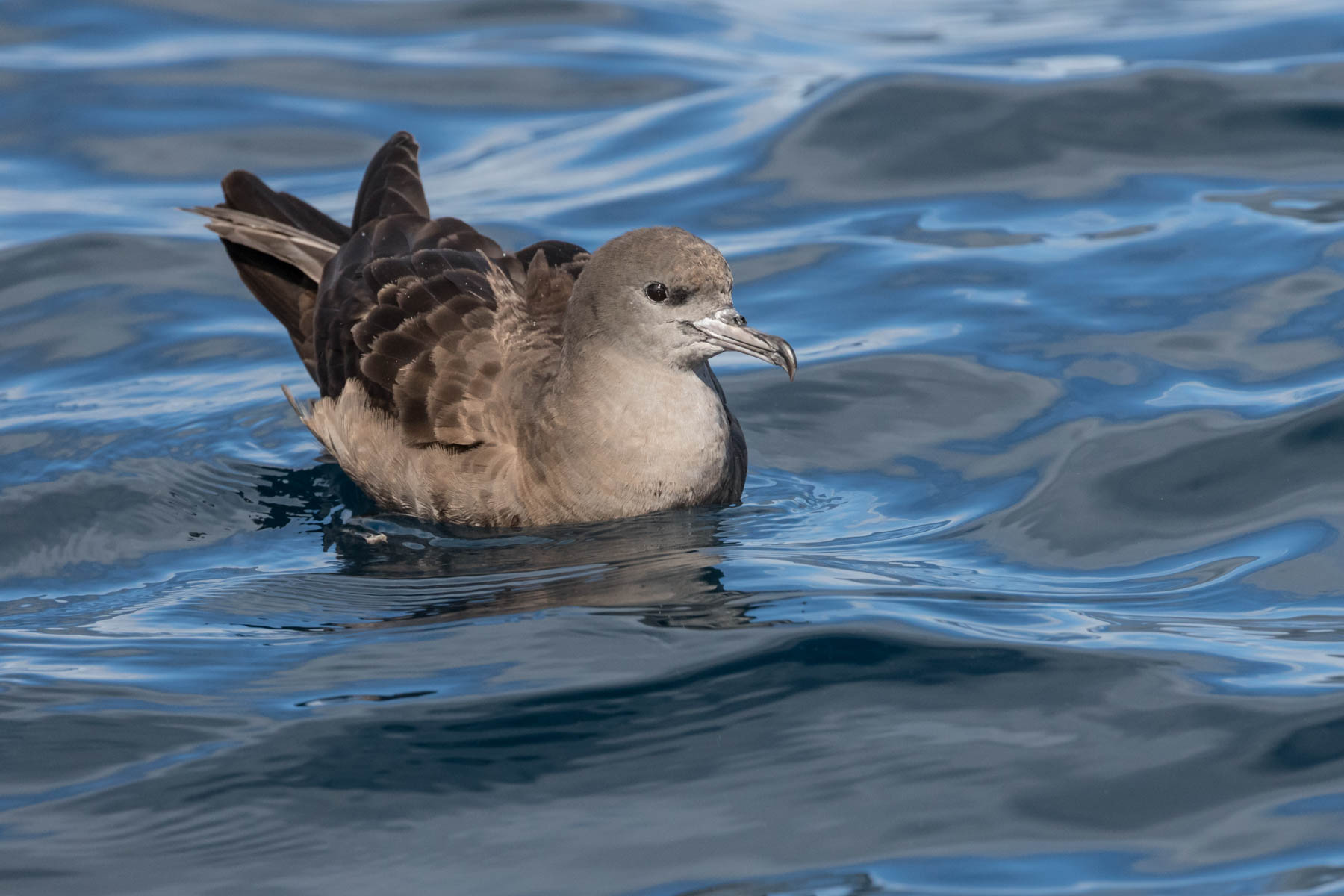 Wedge-tailed Shearwater (Image ID 51021)