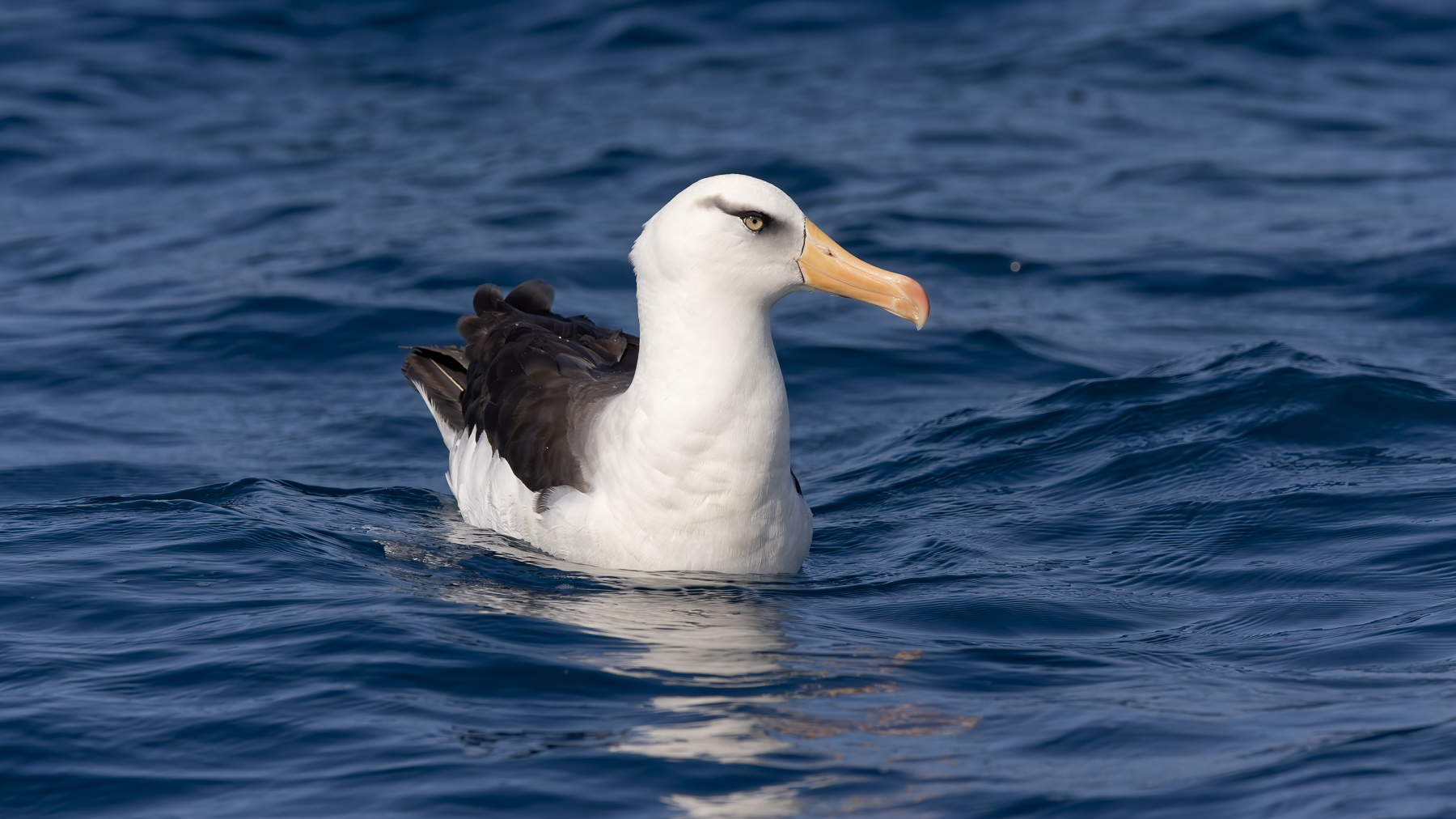 Campbell Albatross (Image ID 50932)