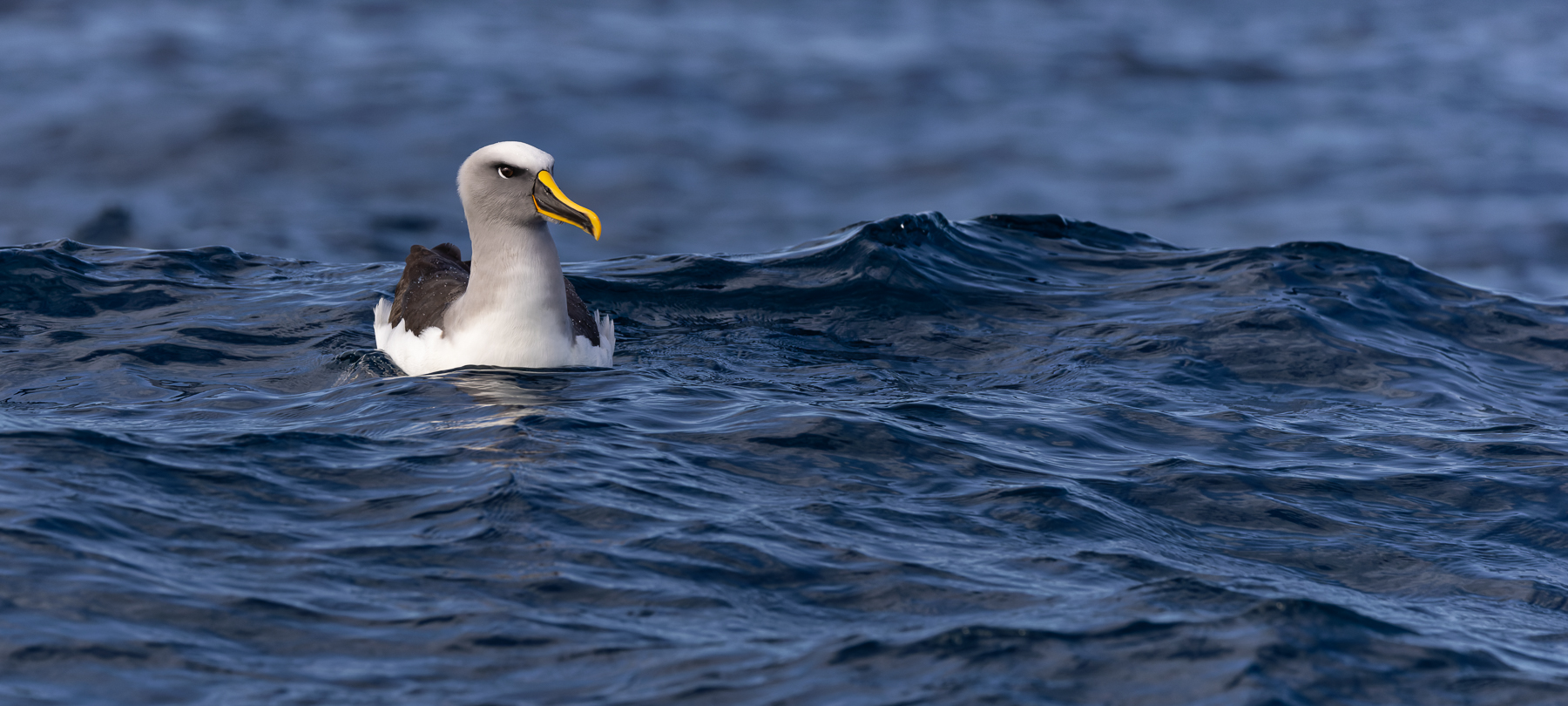 Buller's Albatross (Image ID 50933)