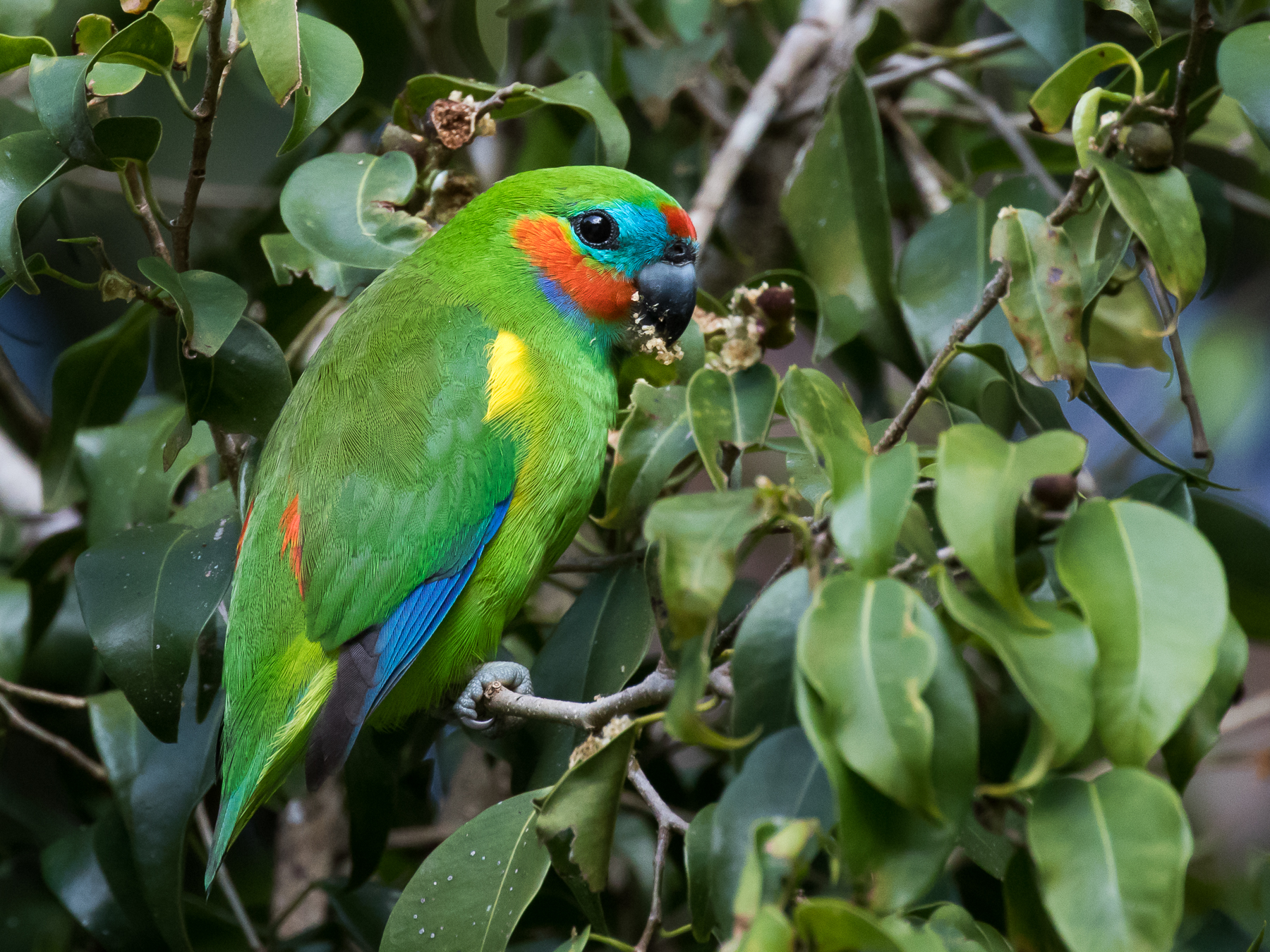 Double-eyed Fig-Parrot (Image ID 51216)
