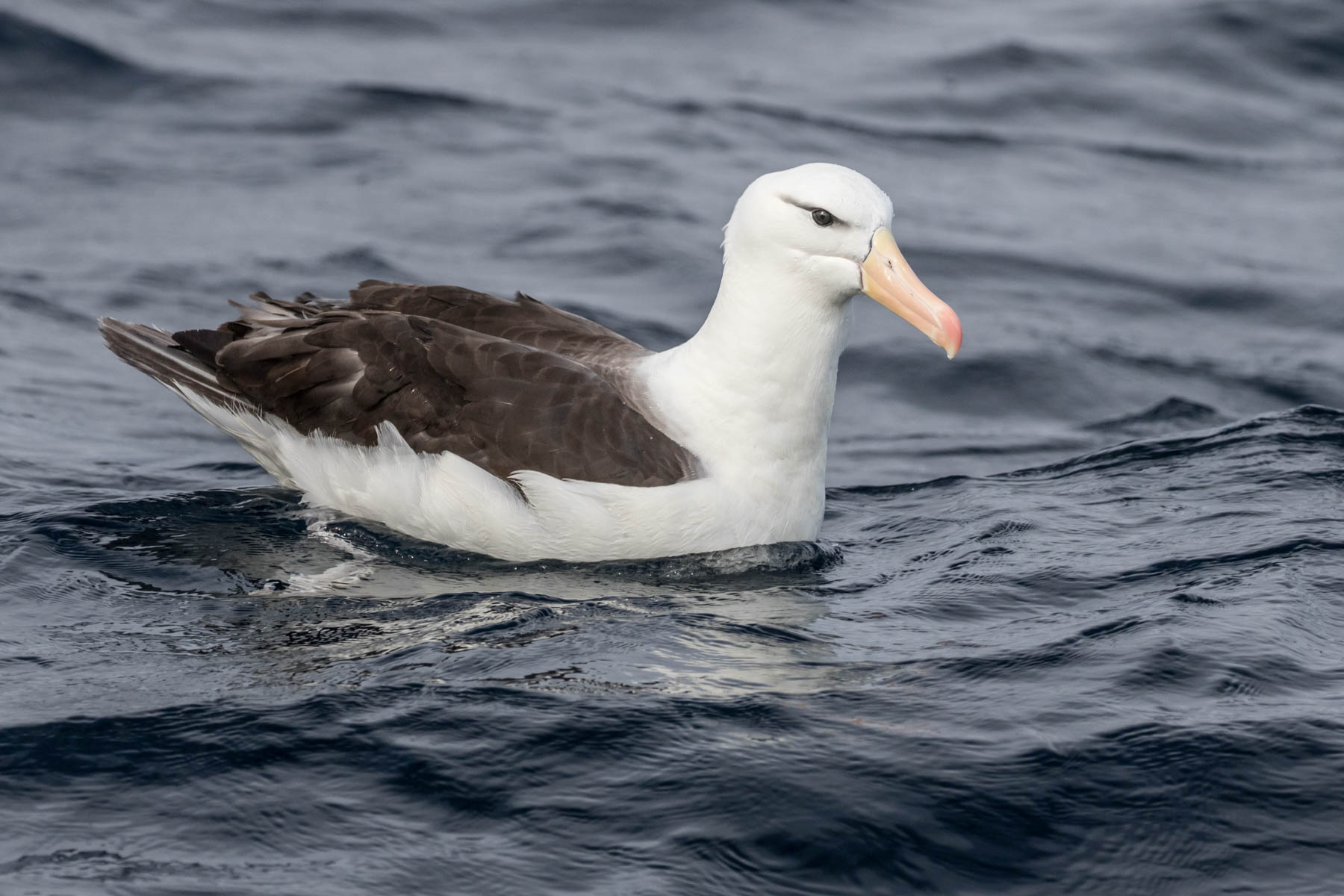 Black-browed Albatross (Image ID 51308)