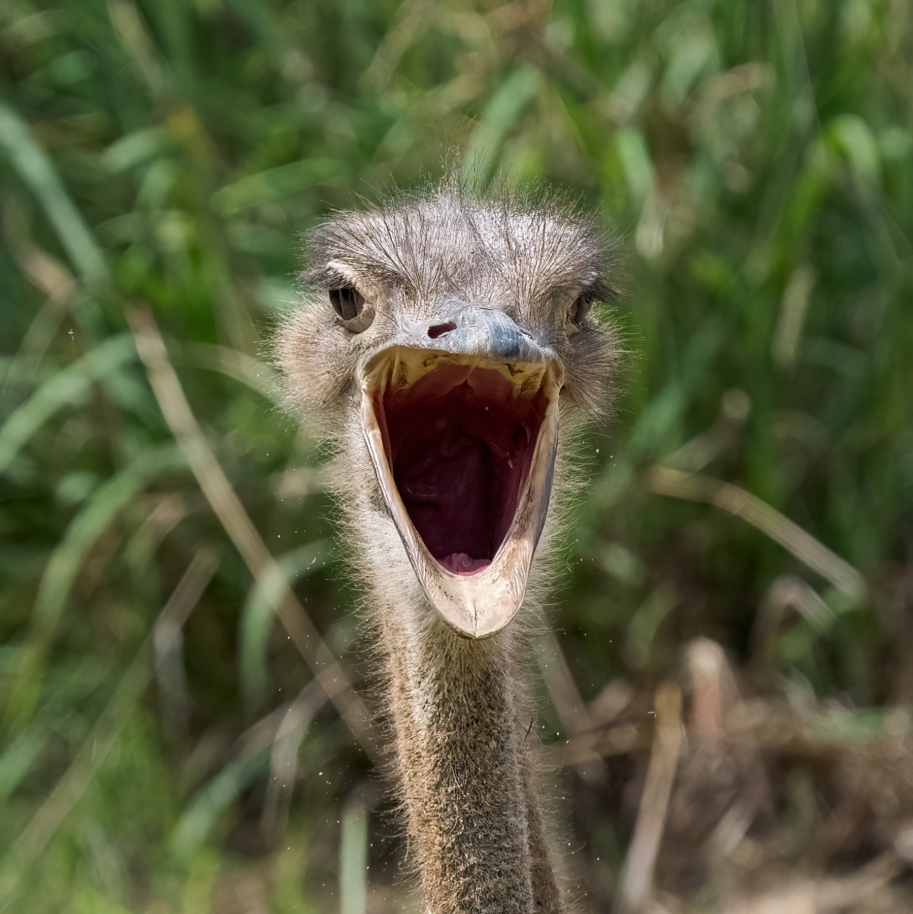 Ostrich (Image ID 51083)