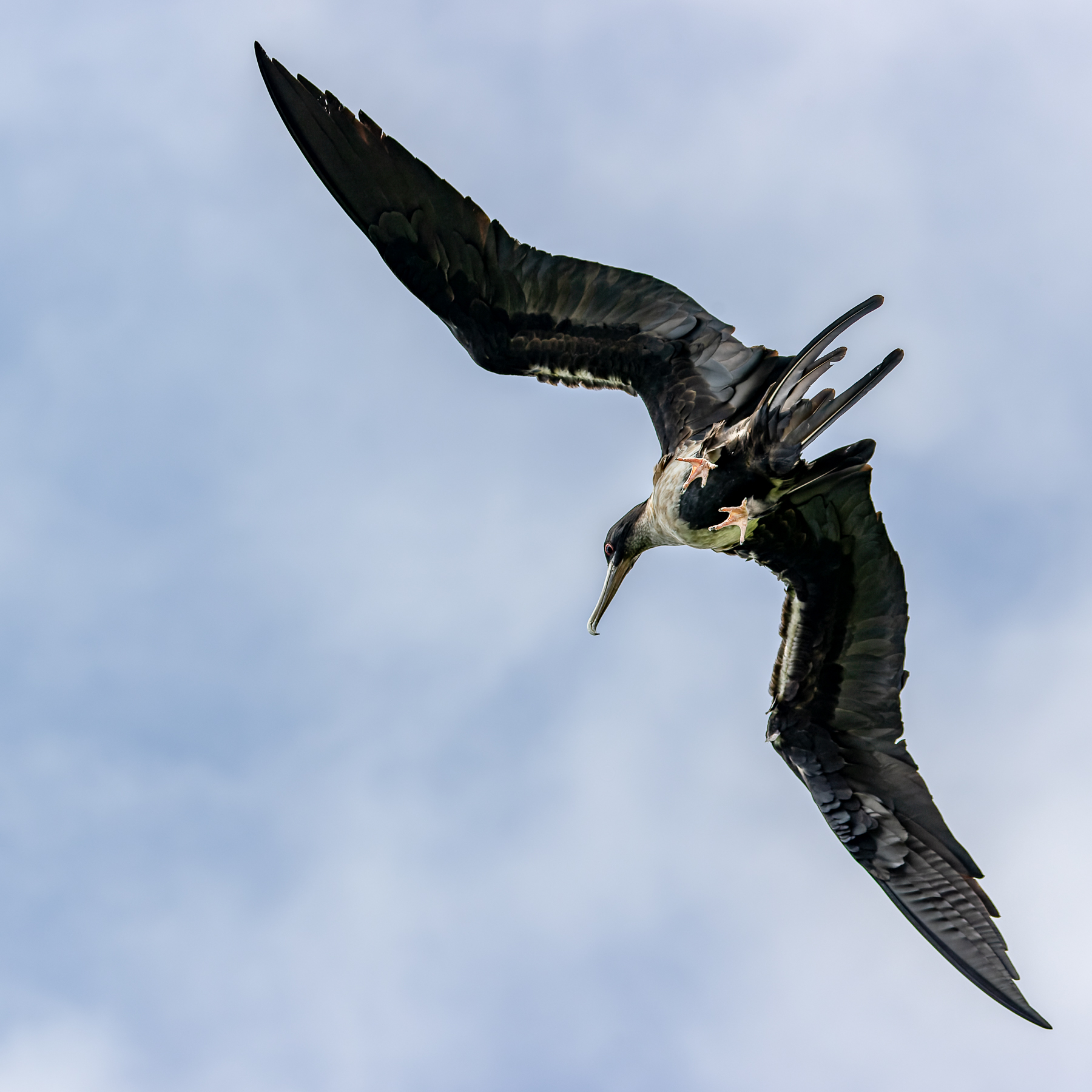 Lesser Frigatebird (Image ID 51649)