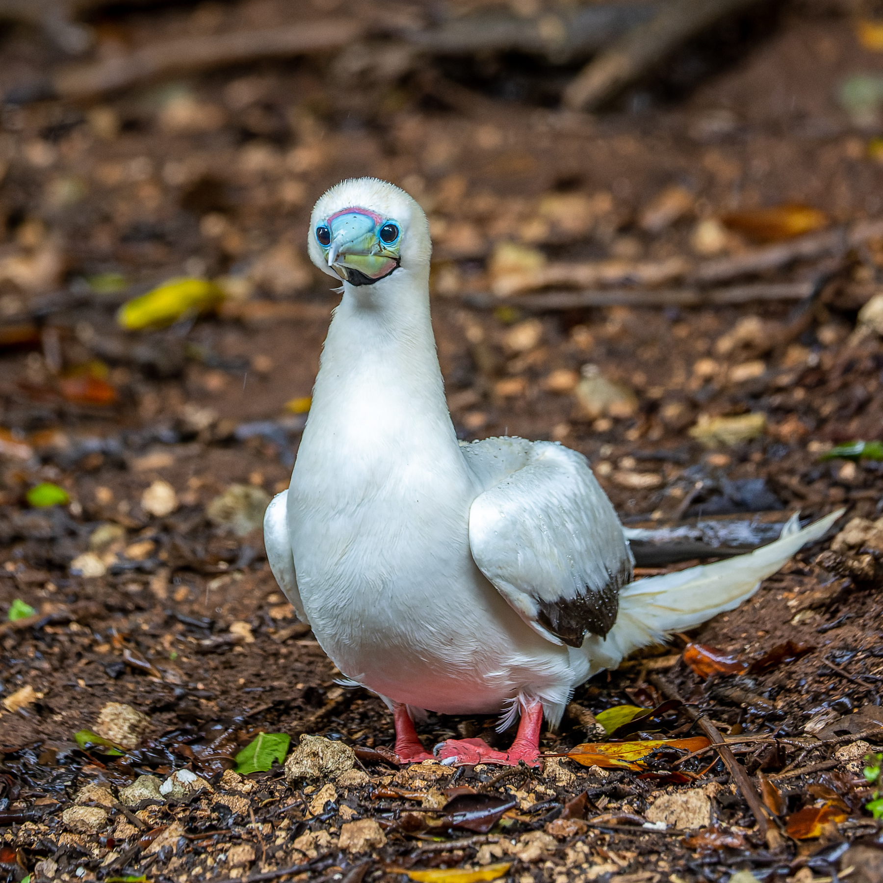 Red-footed Booby (Image ID 51646)