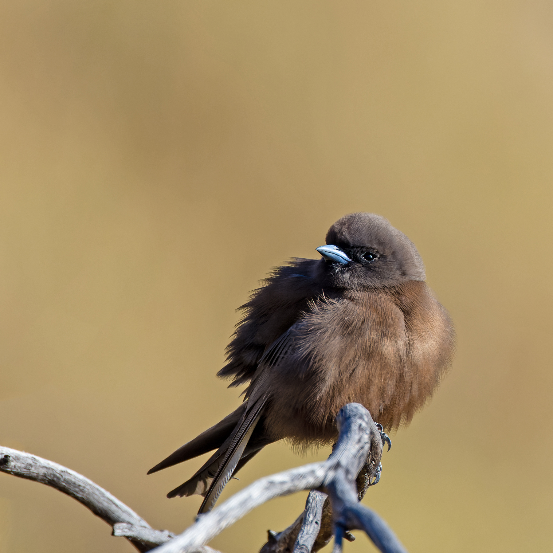 Little Woodswallow (Image ID 52000)