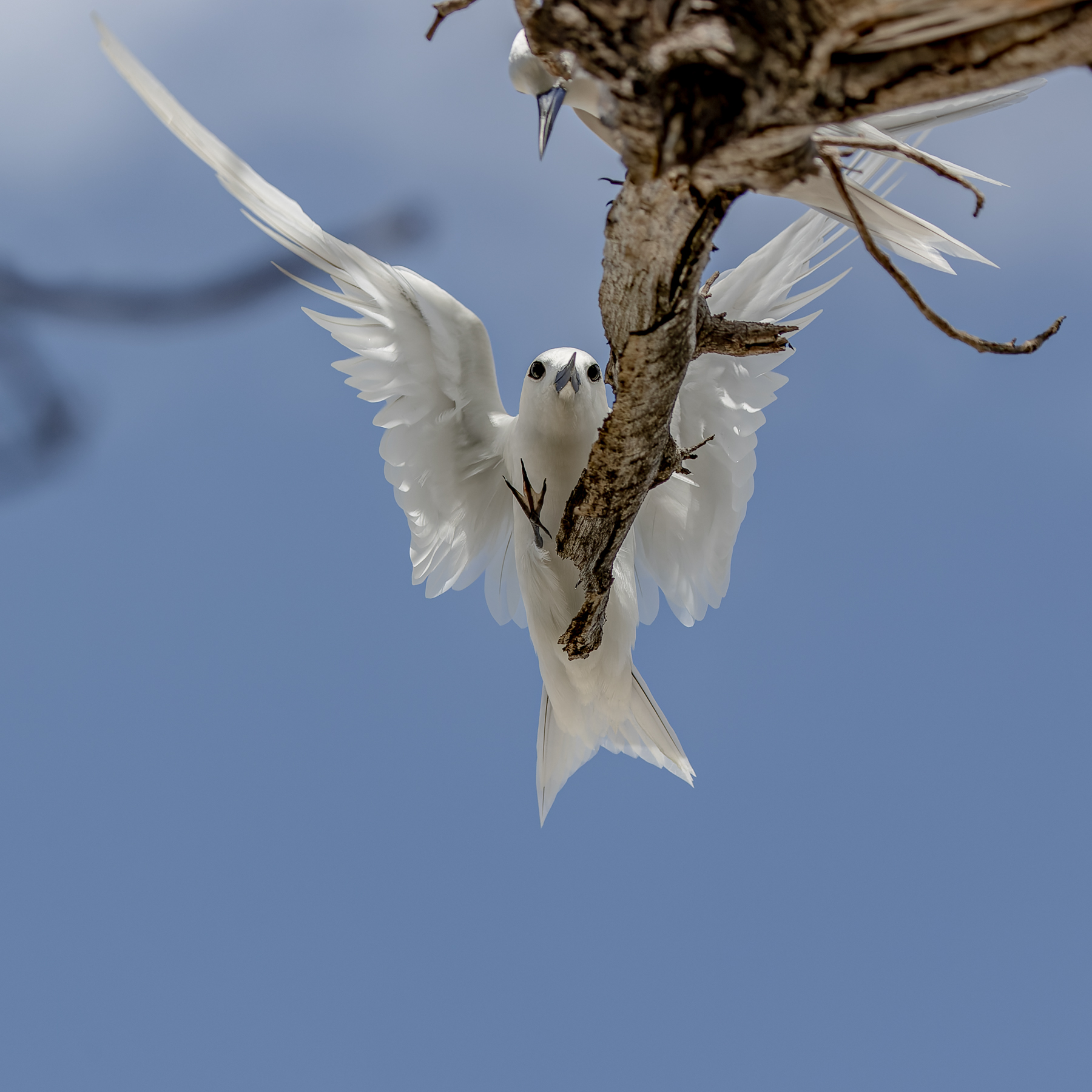 White Tern (Image ID 52010)