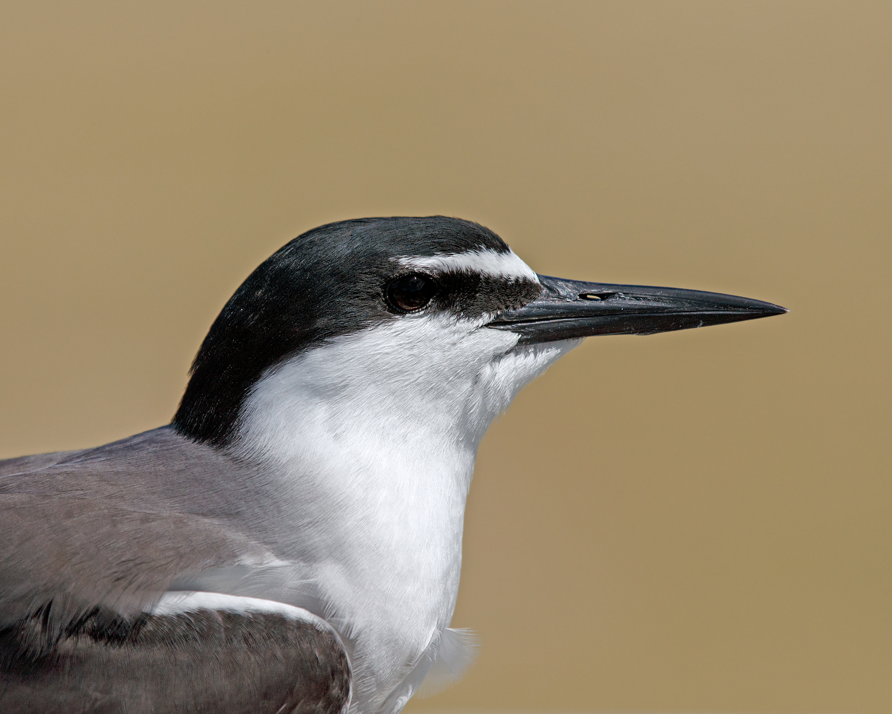 Bridled Tern (Image ID 51889)