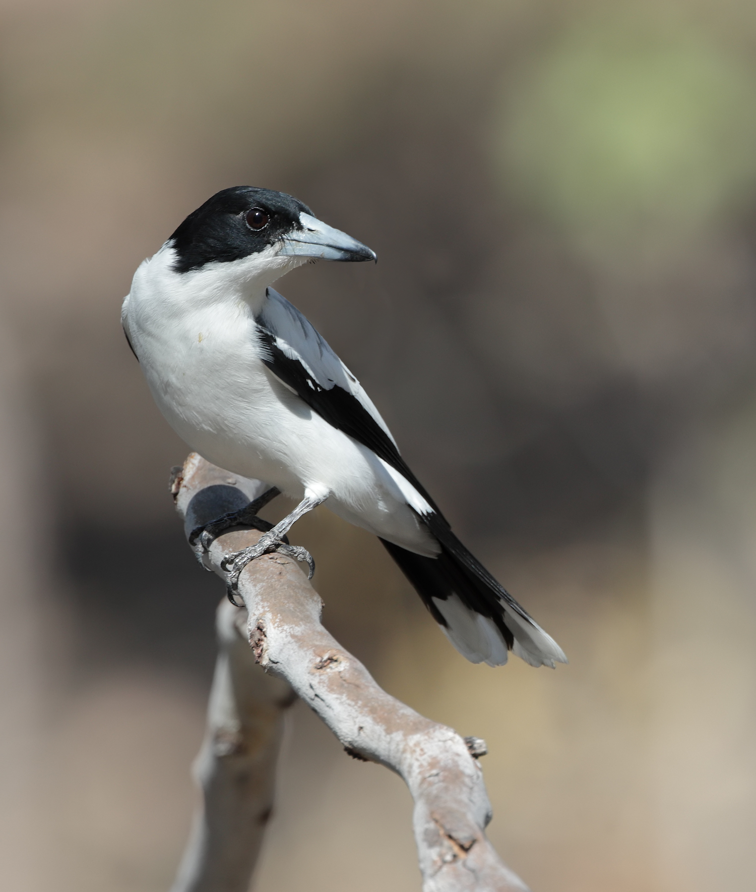 Silver-backed Butcherbird (Image ID 52600)